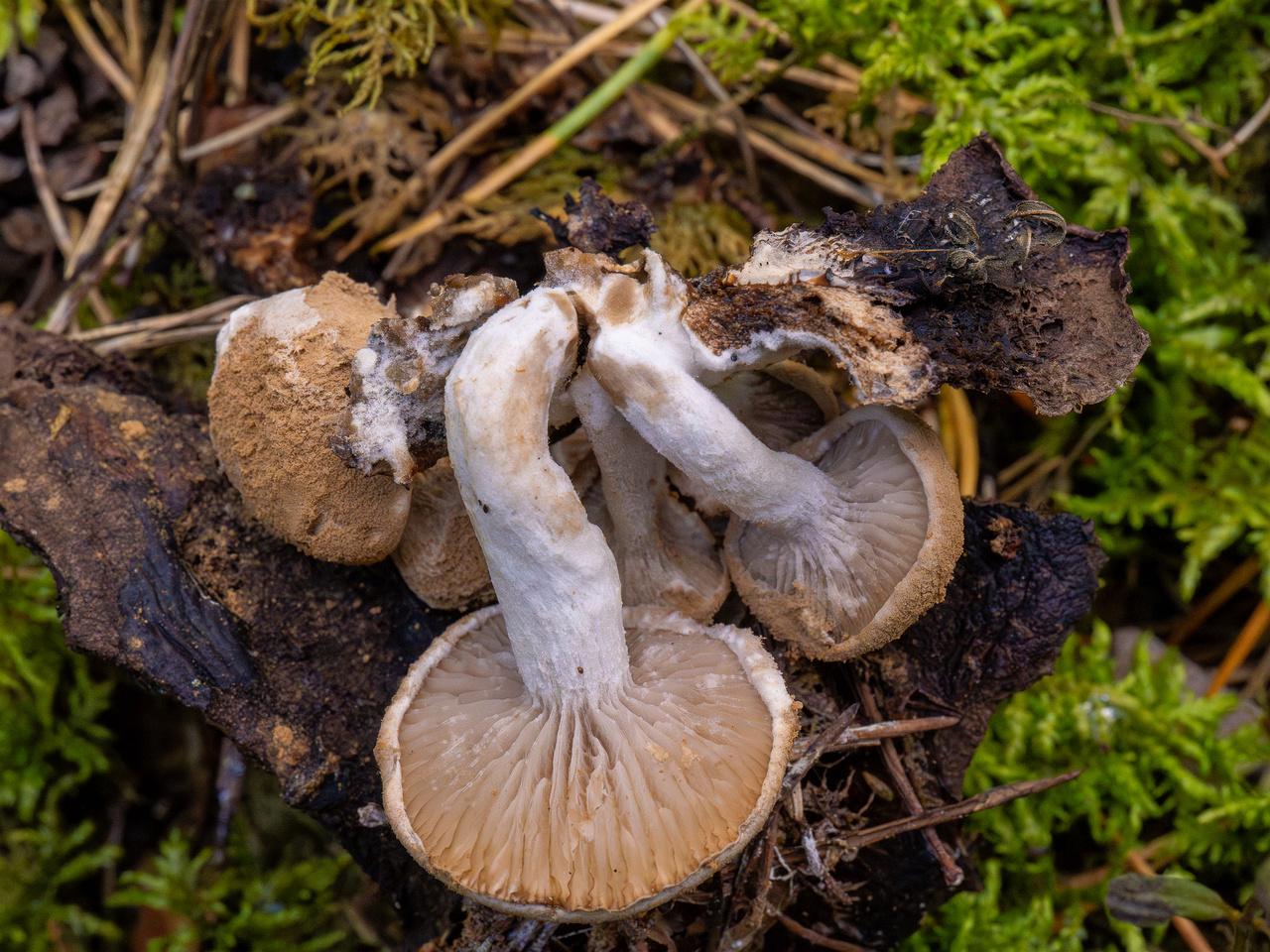 asterophora-lycoperdoides_1-11