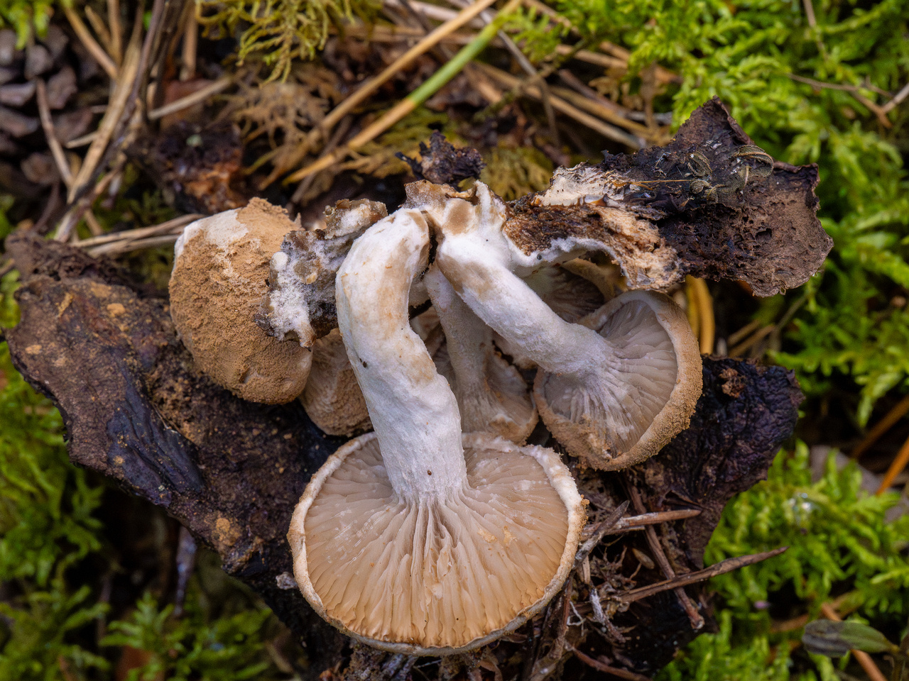 asterophora-lycoperdoides_1-12