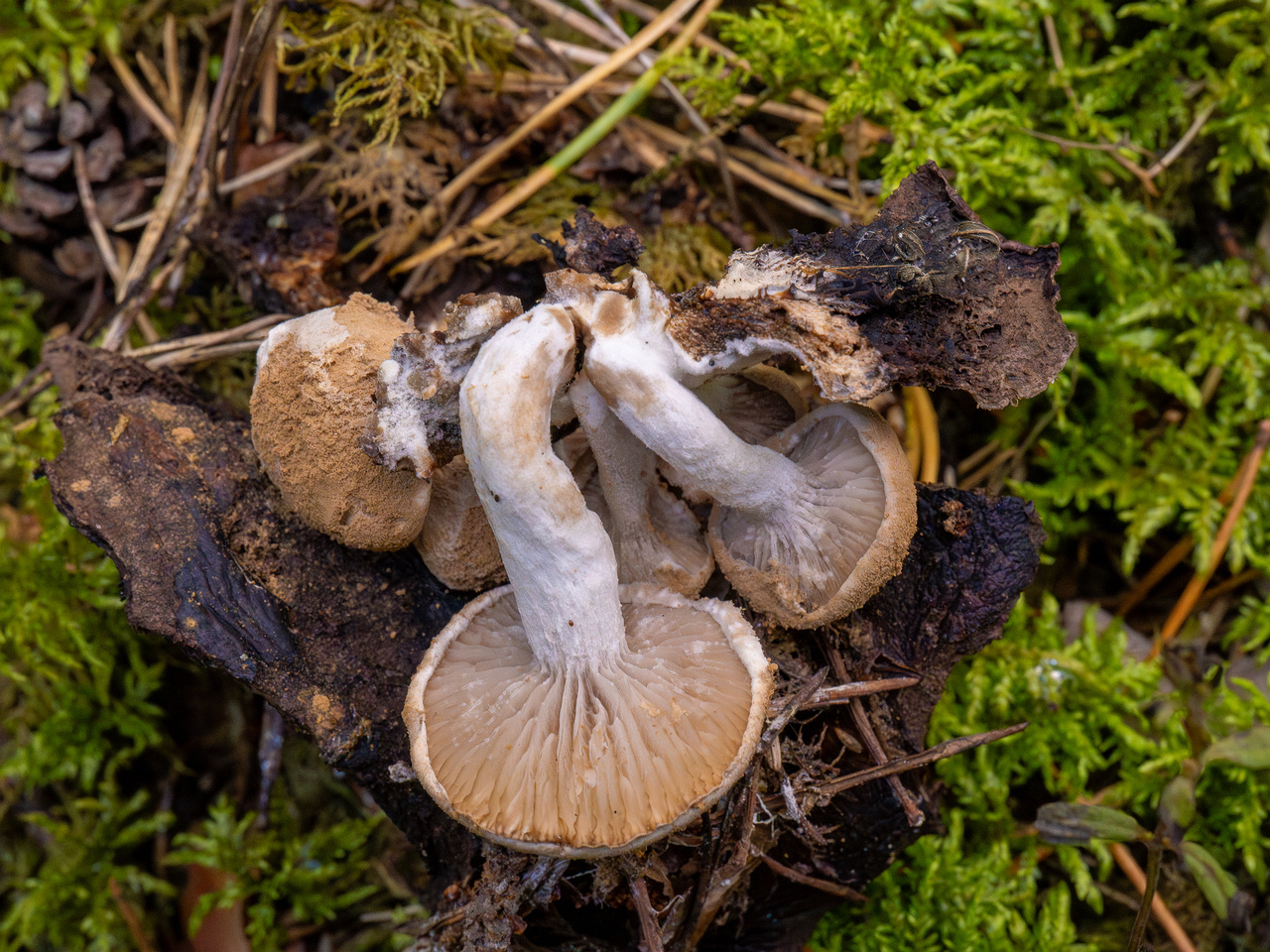 asterophora-lycoperdoides_1-13