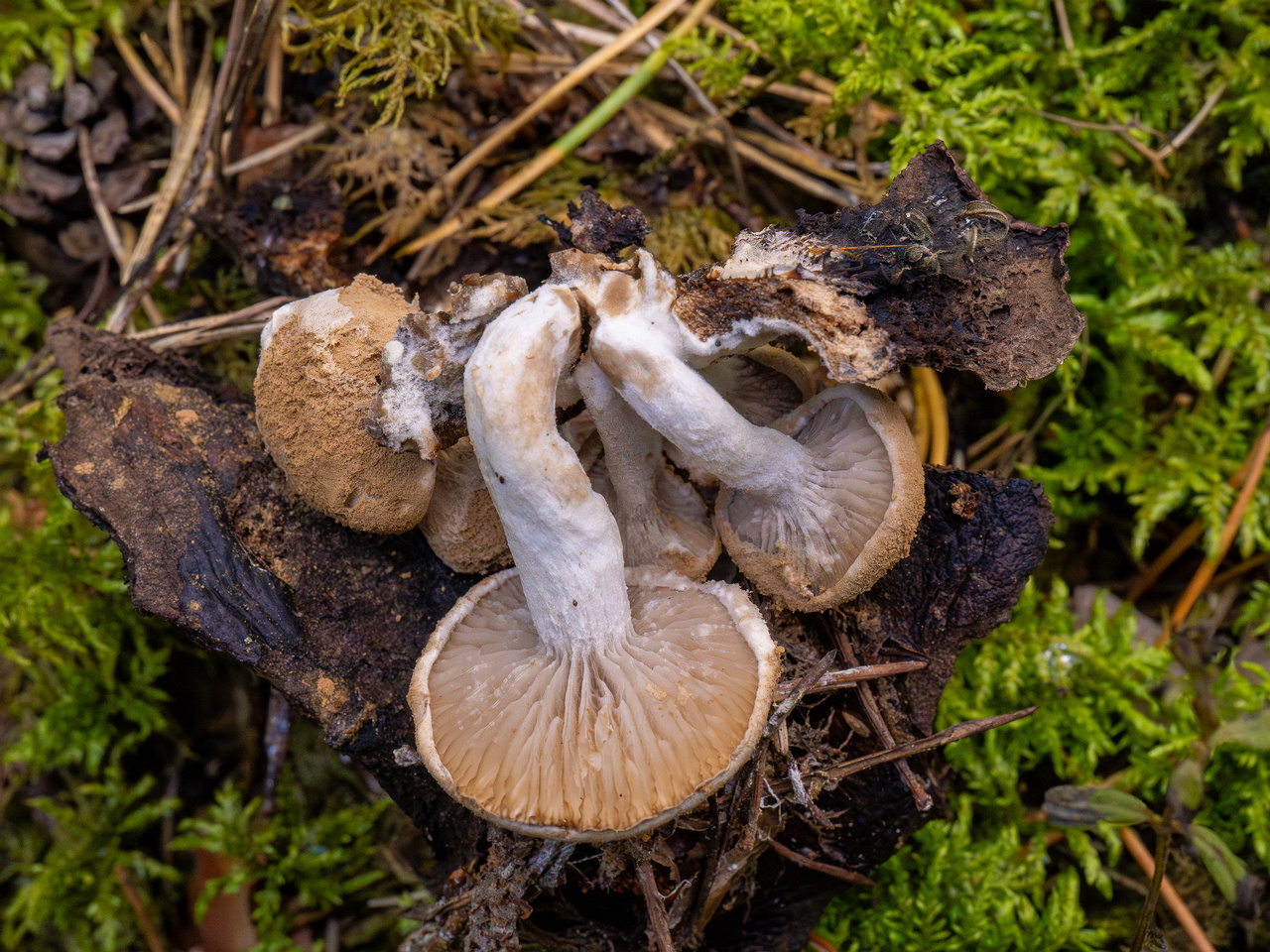 asterophora-lycoperdoides_1-14