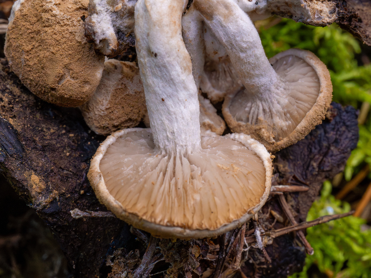 asterophora-lycoperdoides_1-15