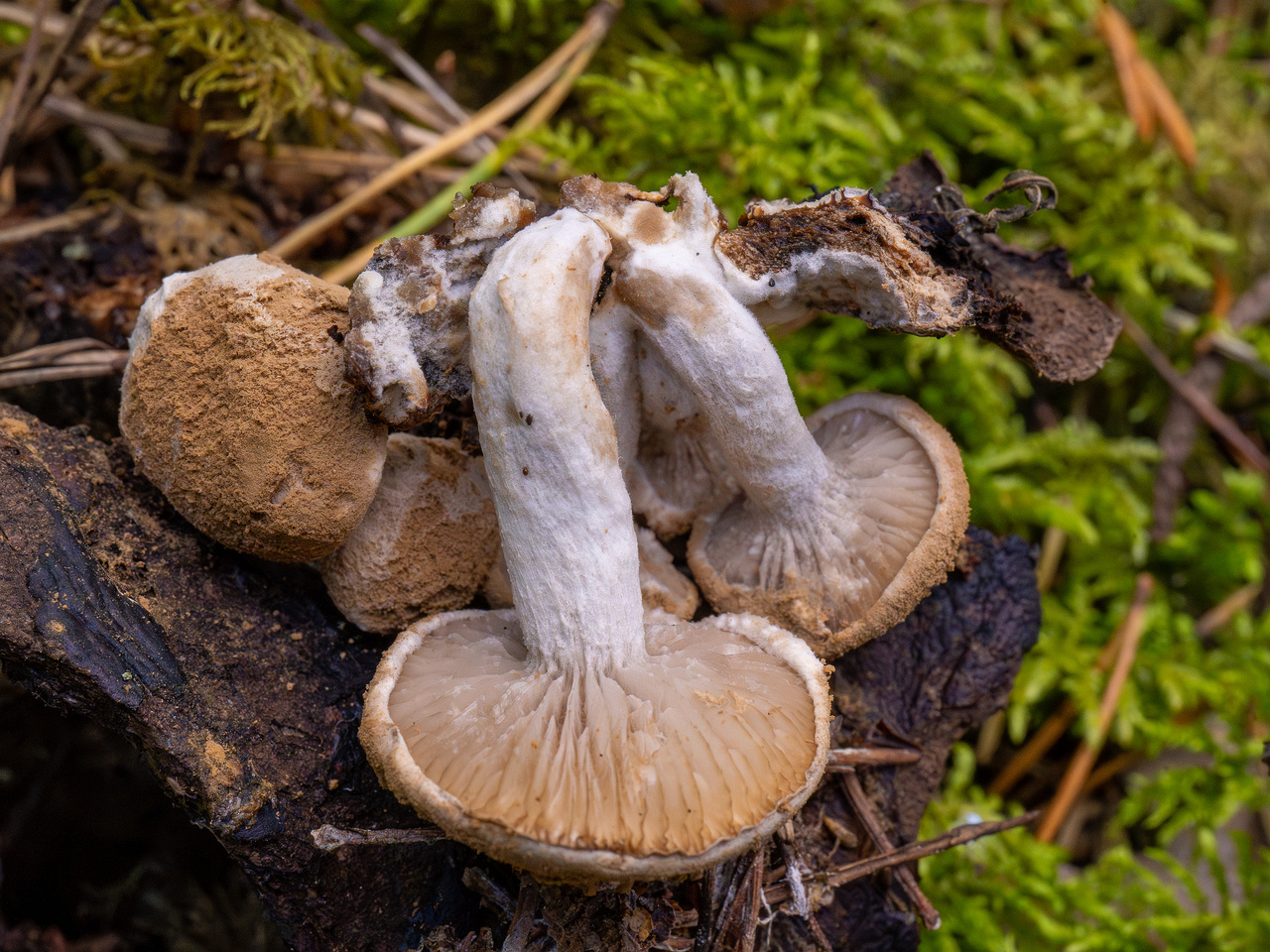 asterophora-lycoperdoides_1-16