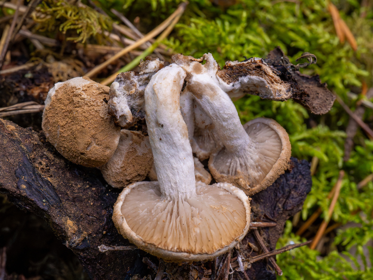 asterophora-lycoperdoides_1-17