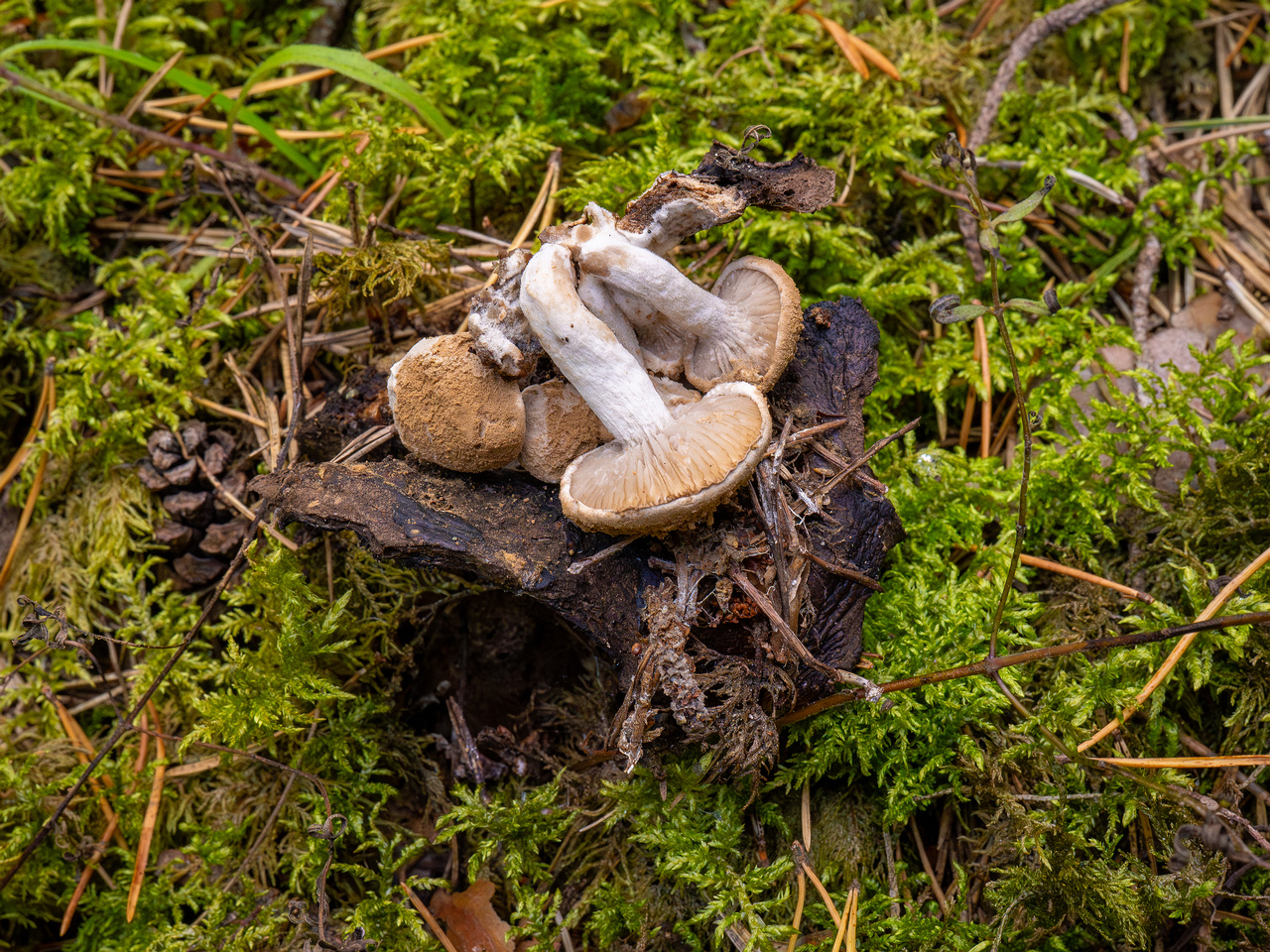 asterophora-lycoperdoides_1-18