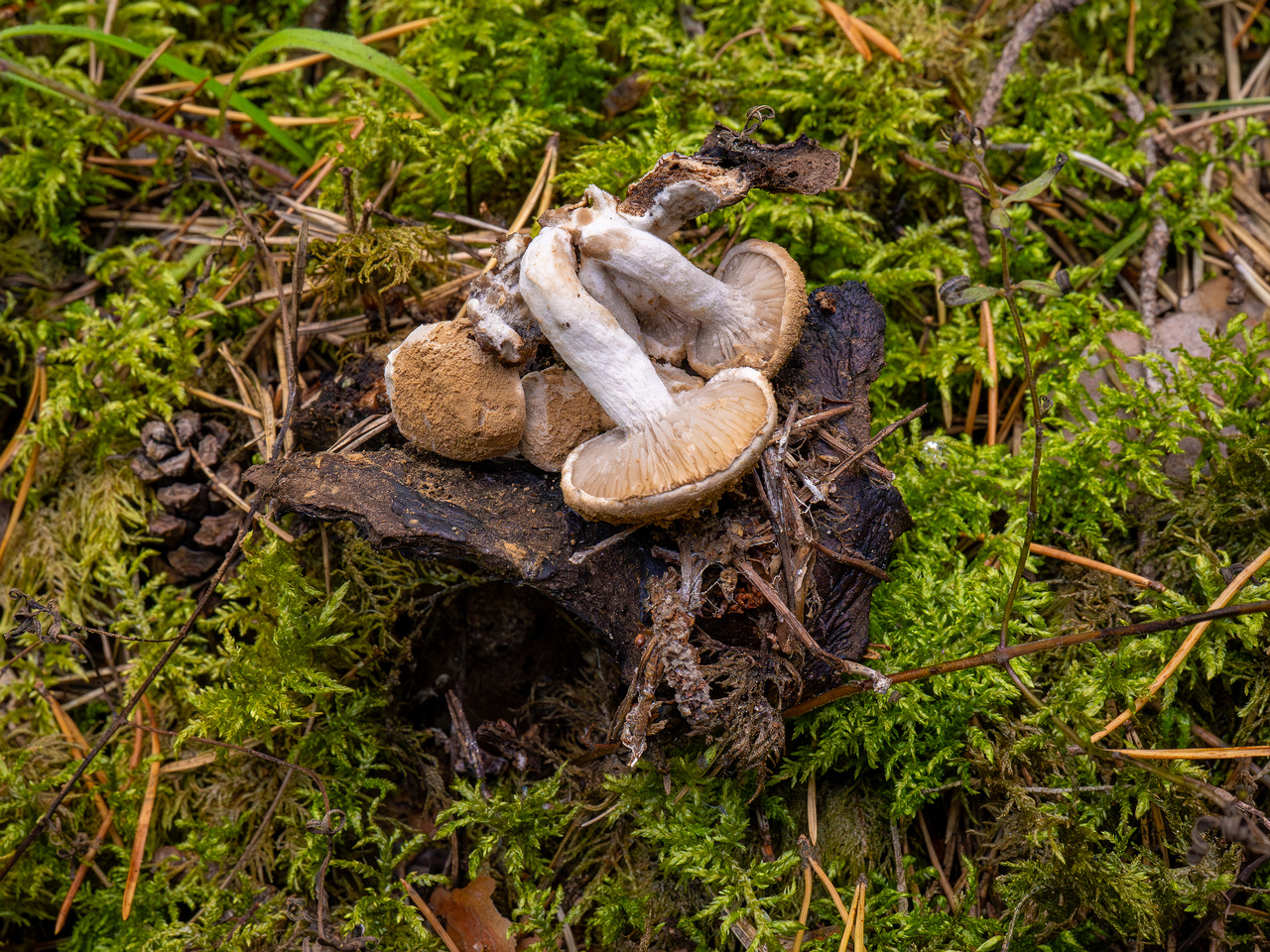 asterophora-lycoperdoides_1-19