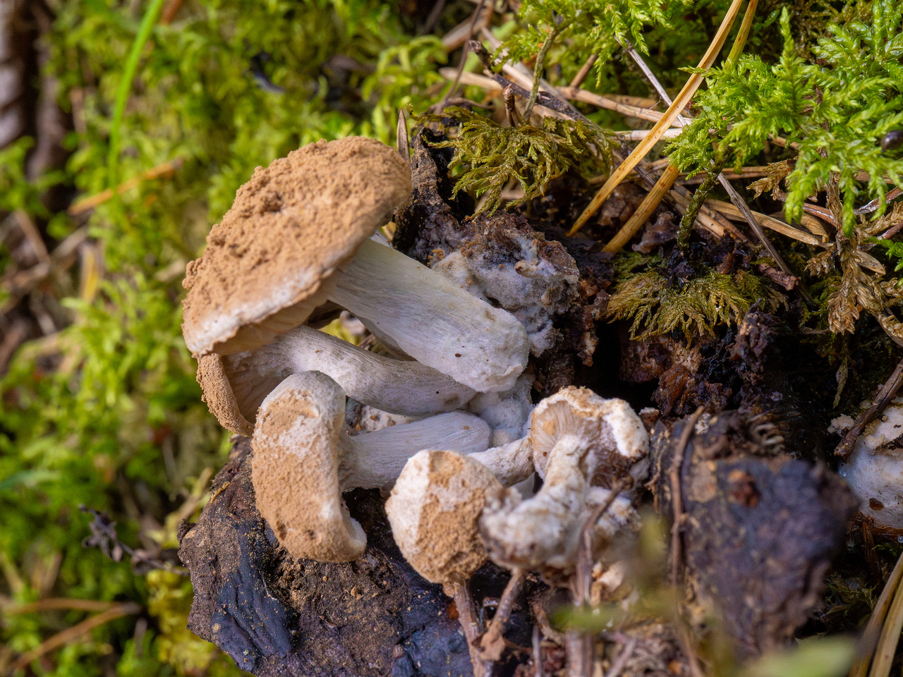 asterophora-lycoperdoides_1-2