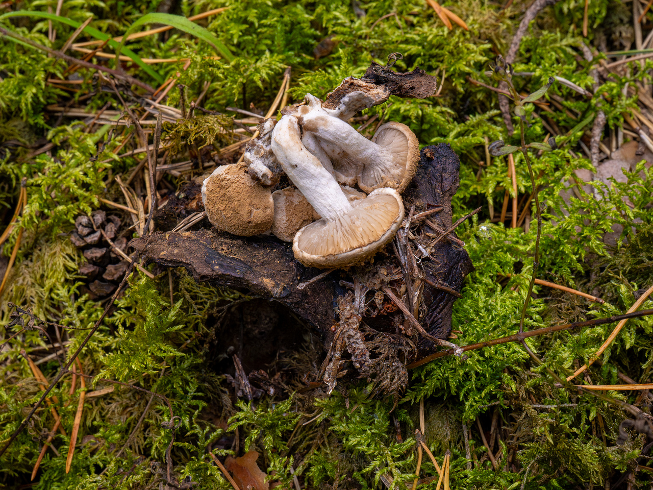 asterophora-lycoperdoides_1-20