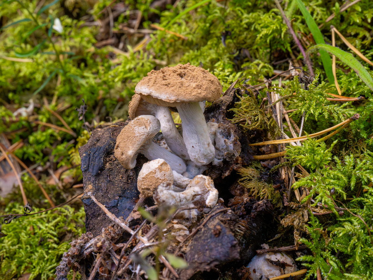 asterophora-lycoperdoides_1-3