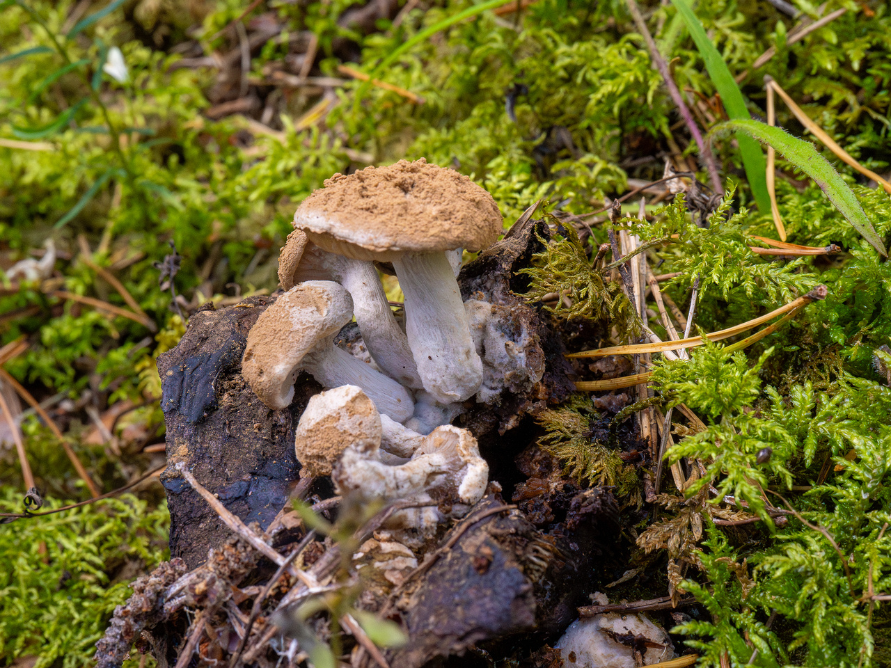 asterophora-lycoperdoides_1-4