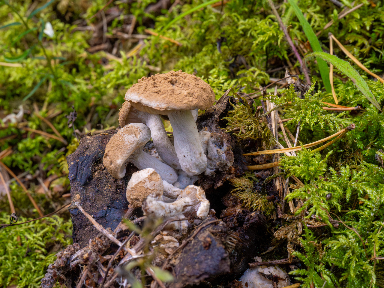 asterophora-lycoperdoides_1-5