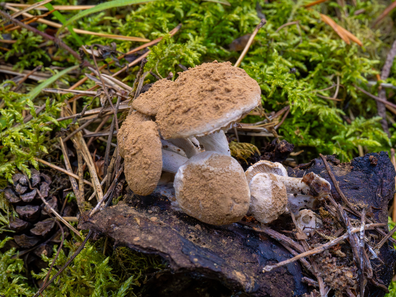 asterophora-lycoperdoides_1-6