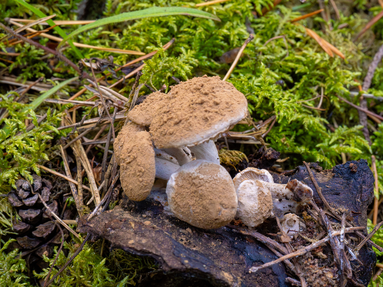 asterophora-lycoperdoides_1-7