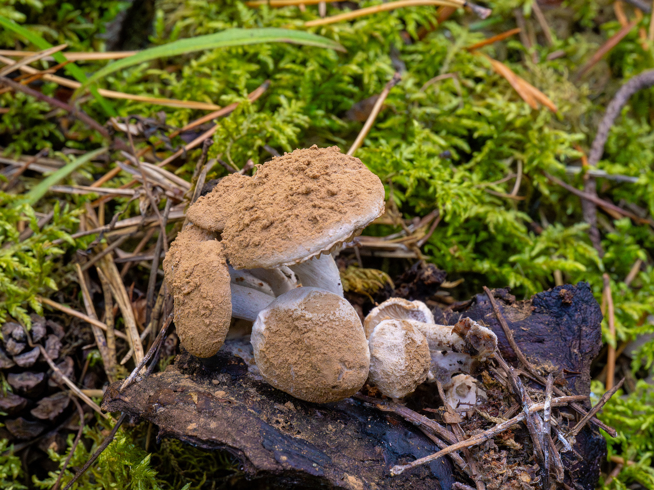 asterophora-lycoperdoides_1-9