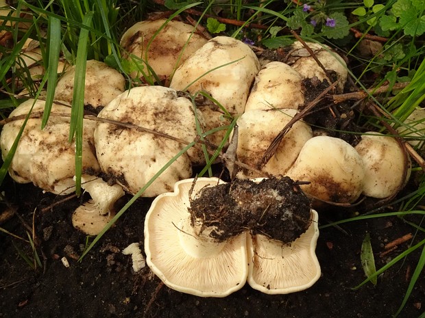 Calocybe gambosa - Калоцибе майская - St. George's mushroom - Mairitterling