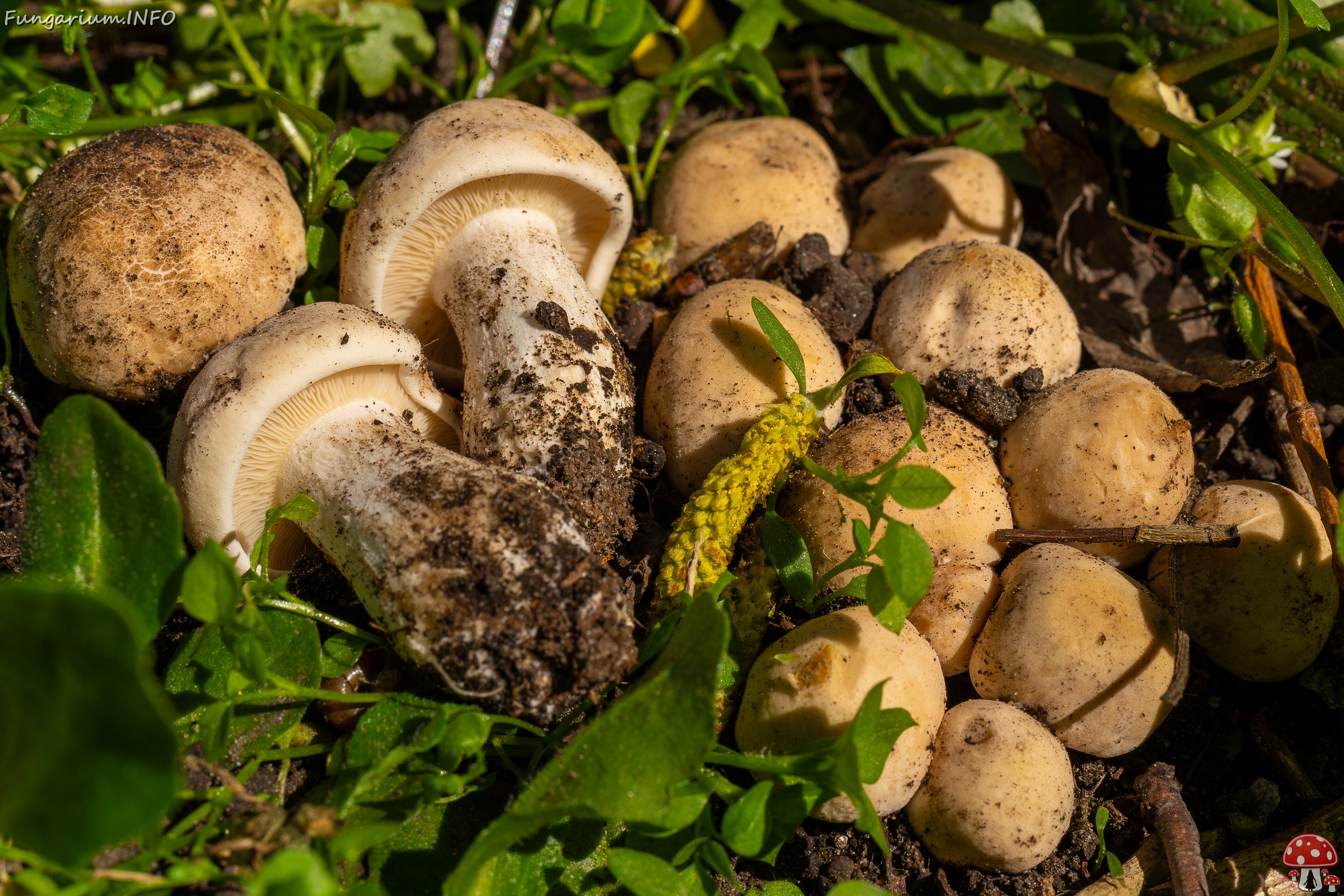 !Calocybe gambosa _2025-05-19_1-12 