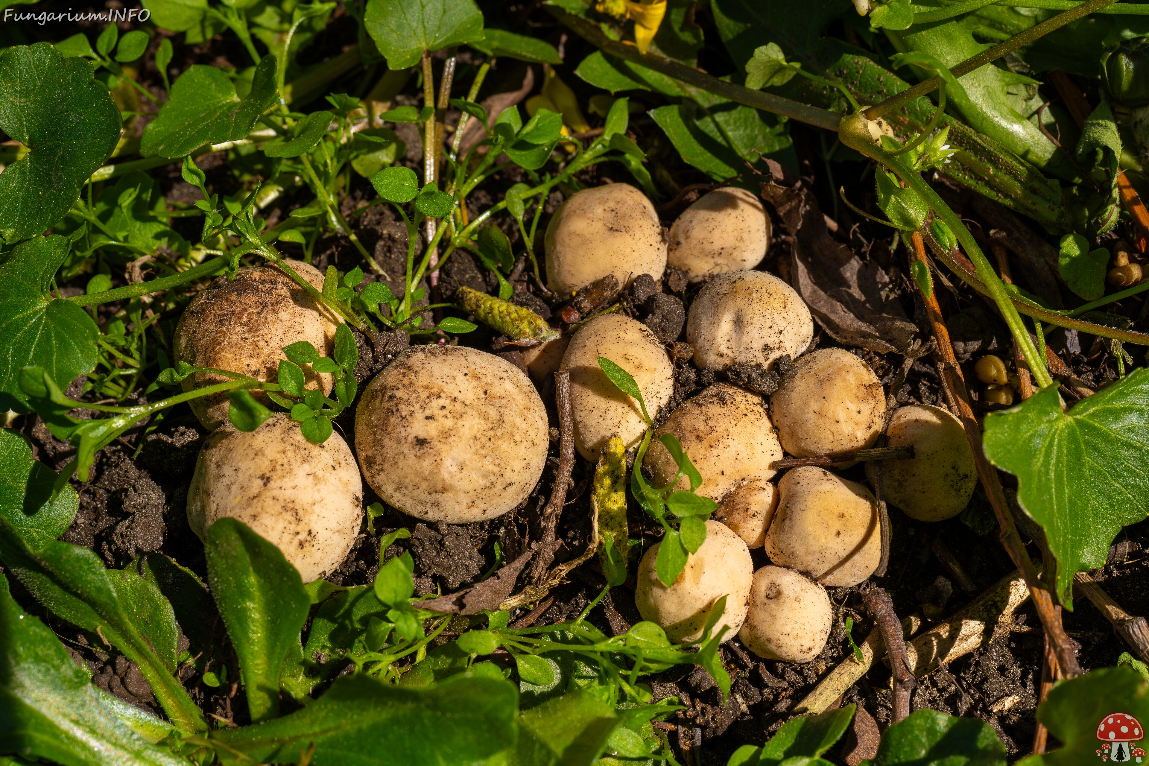 Calocybe gambosa _2025-05-19_1-1 