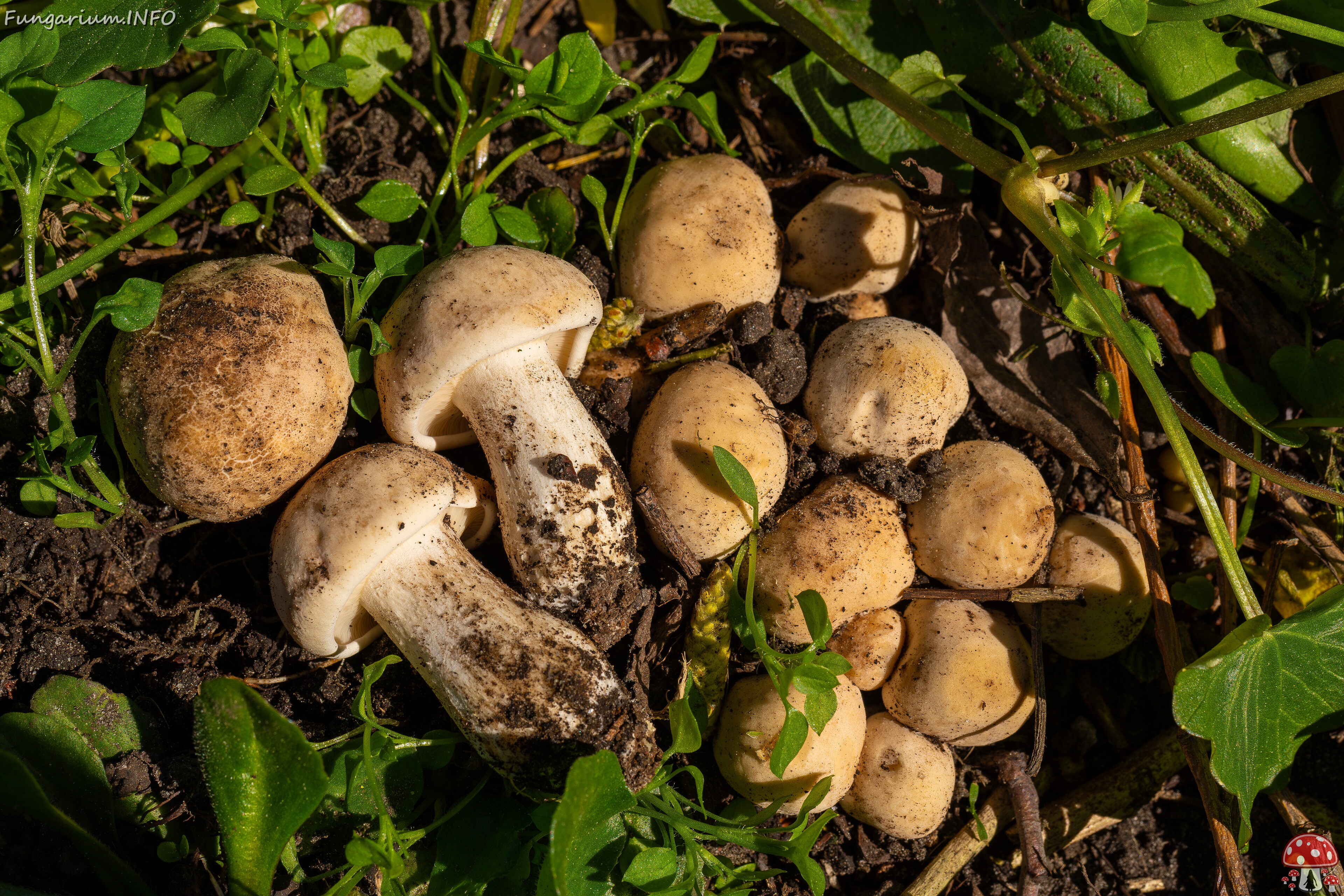 Calocybe gambosa _2025-05-19_1-10 