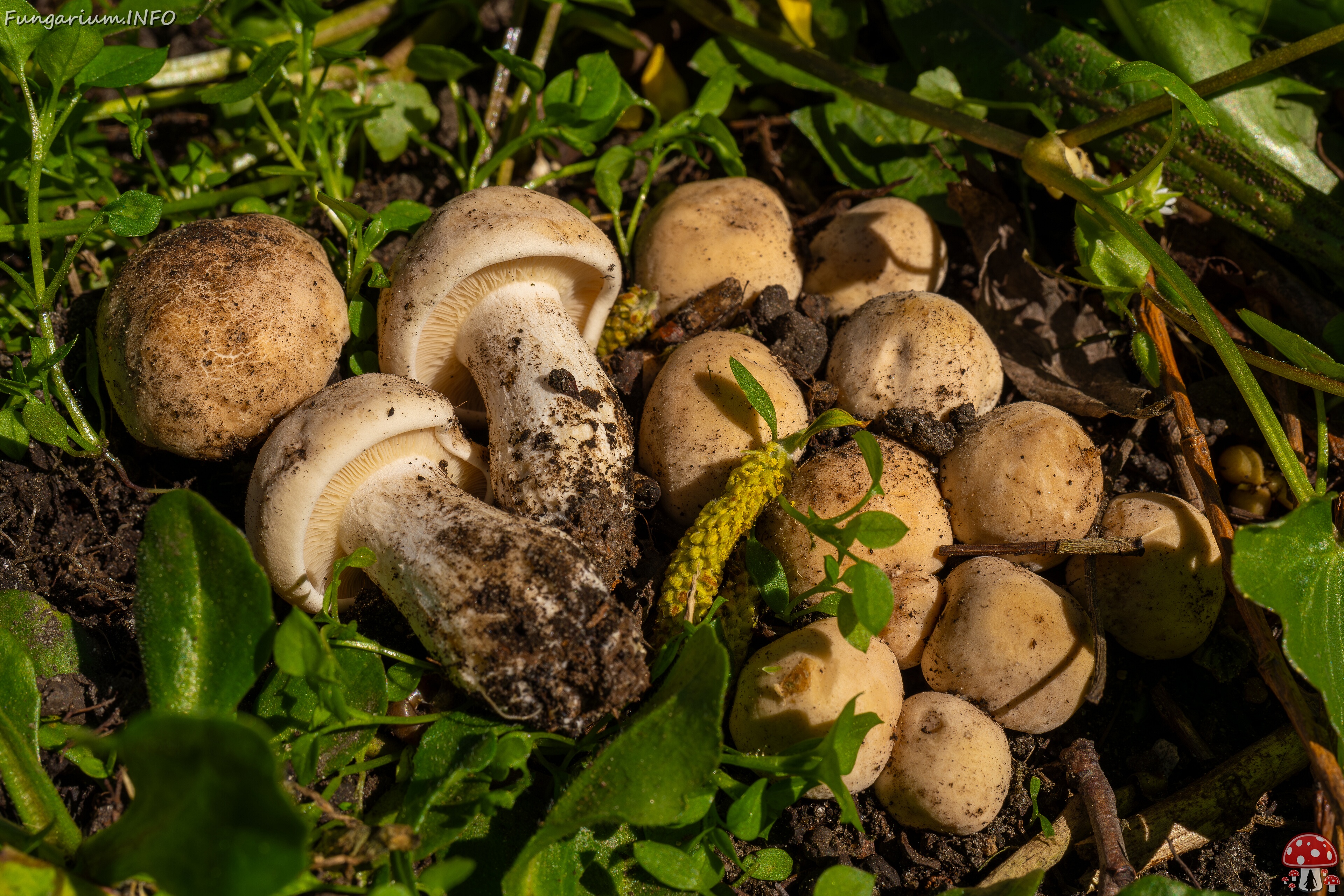 Calocybe gambosa _2025-05-19_1-13 