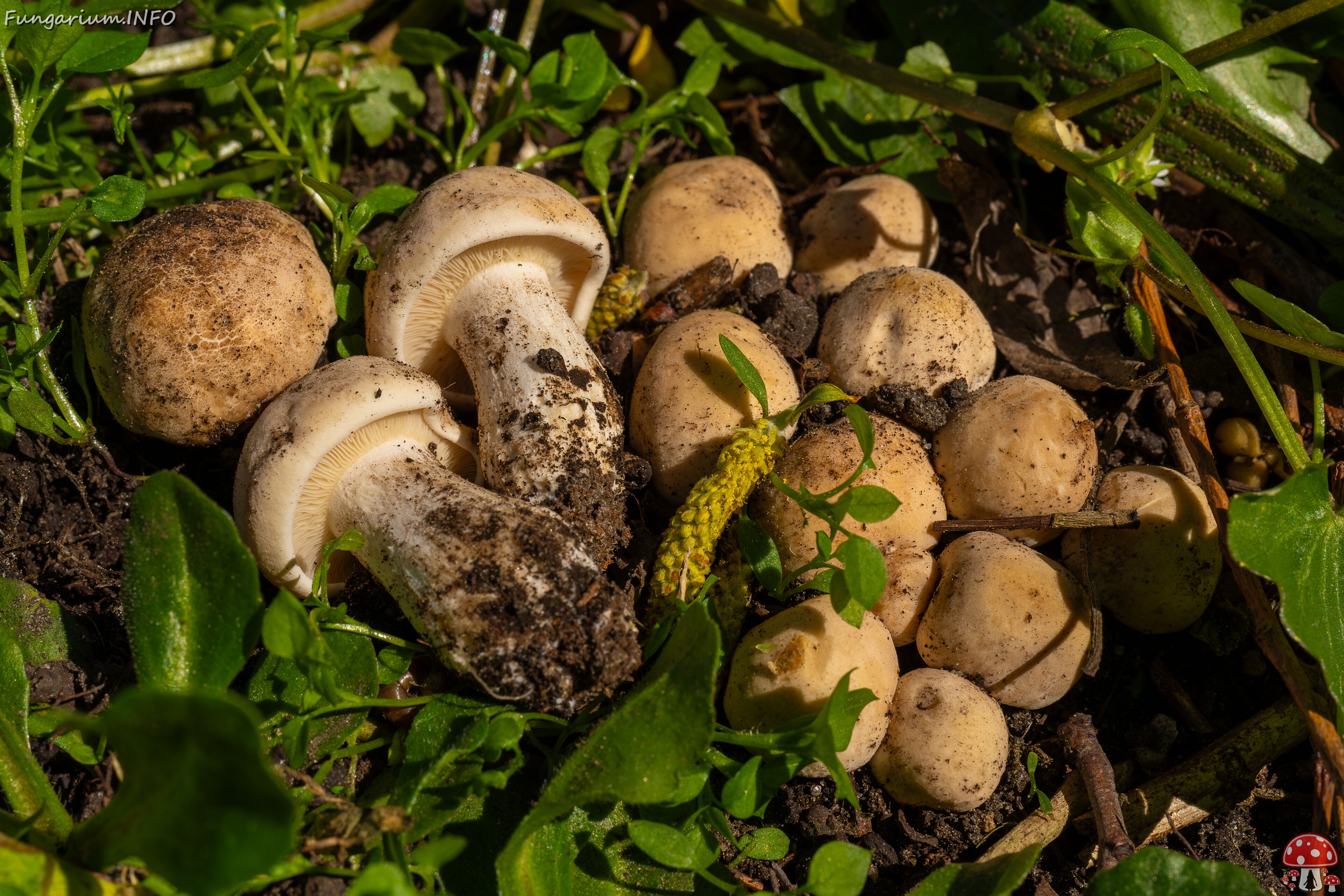 Calocybe gambosa _2025-05-19_1-14 