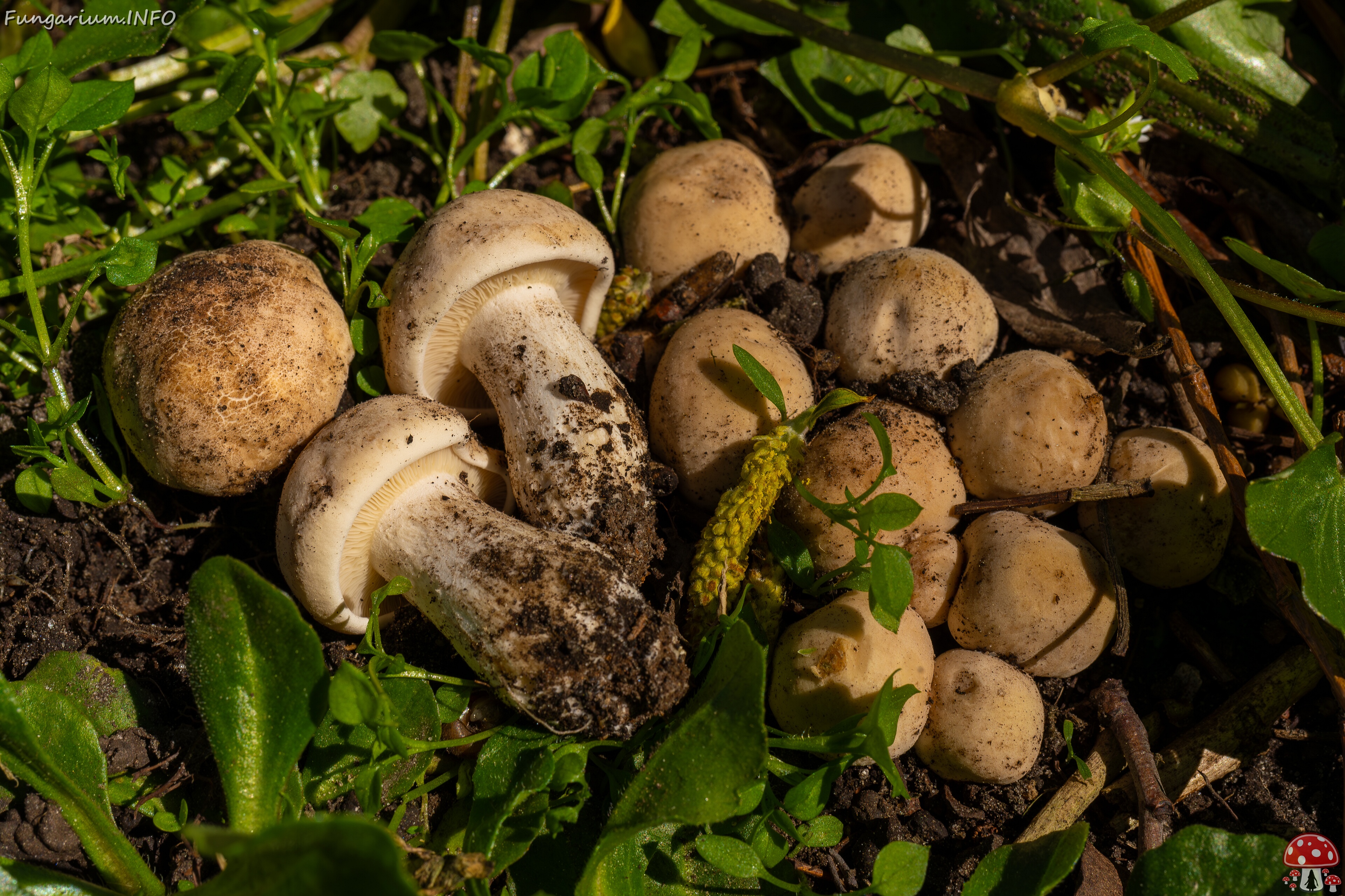 Calocybe gambosa _2025-05-19_1-18 