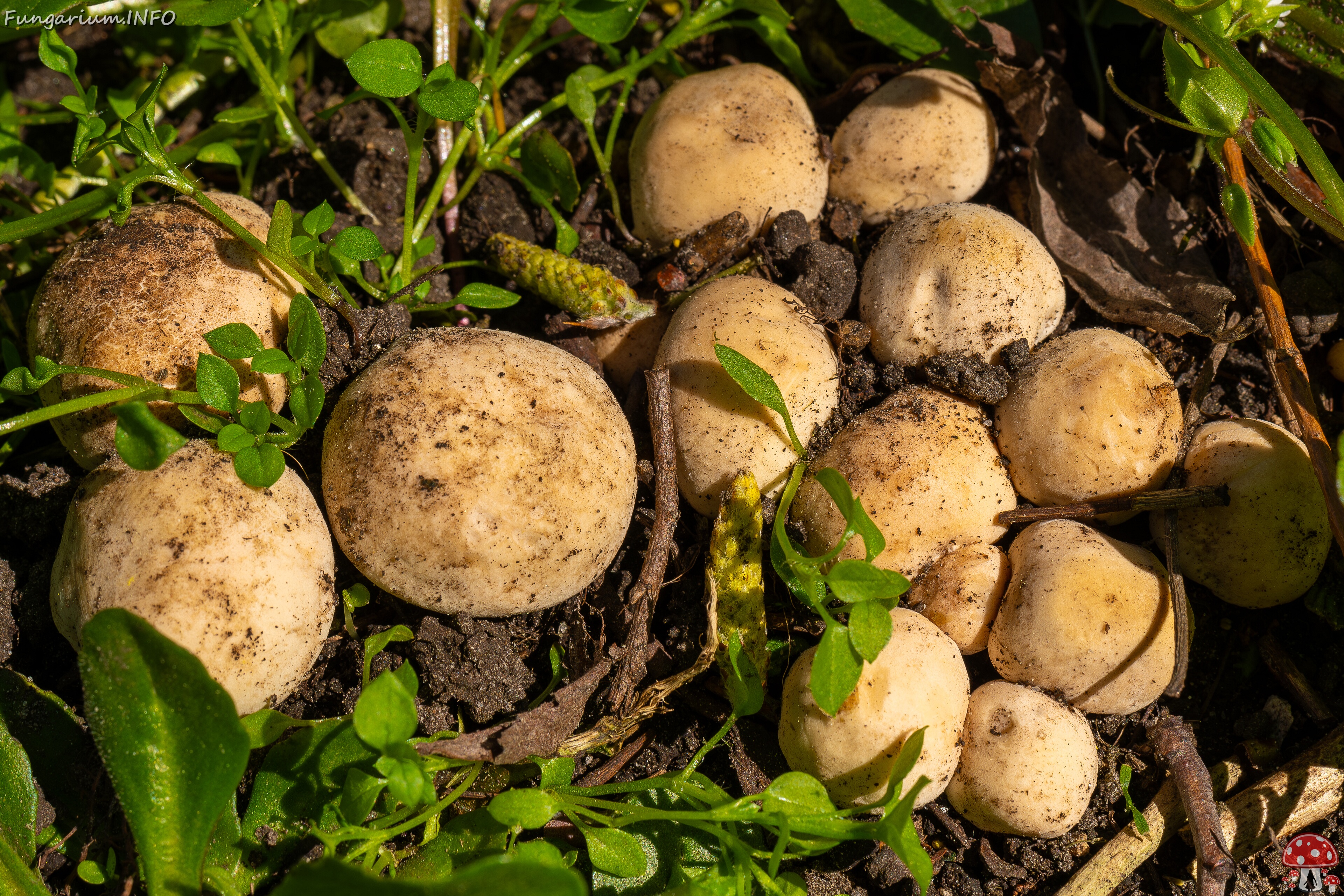 Calocybe gambosa _2025-05-19_1-2 