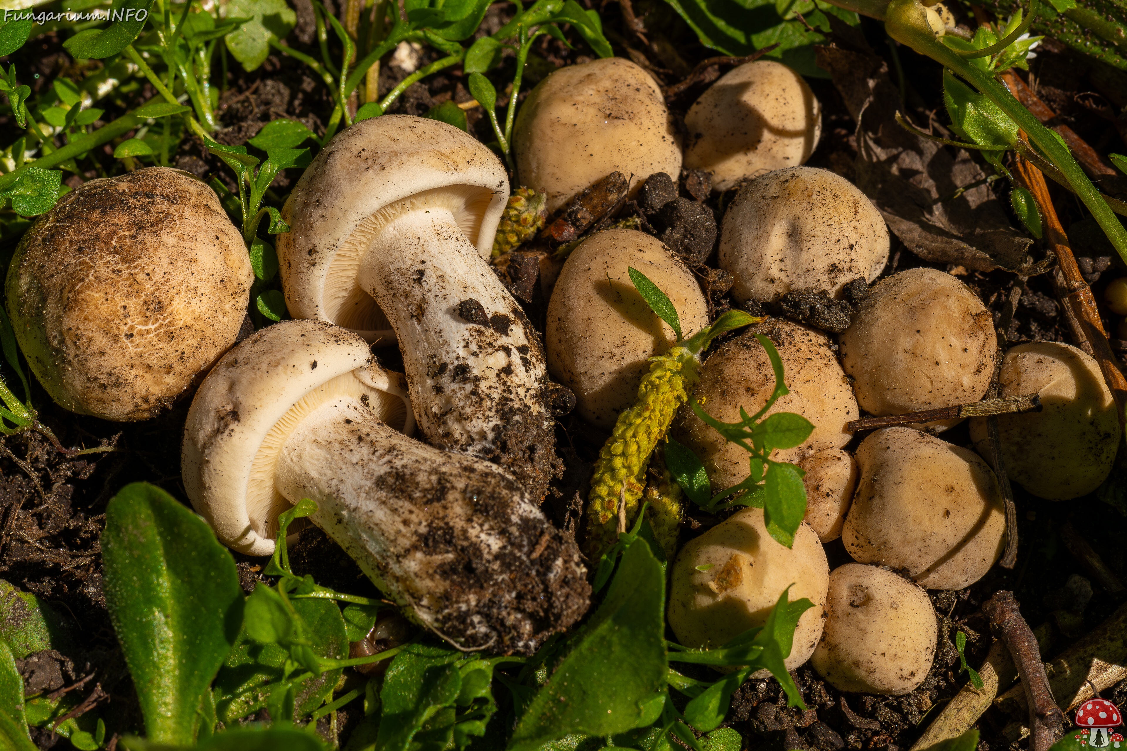 Calocybe gambosa _2025-05-19_1-20 