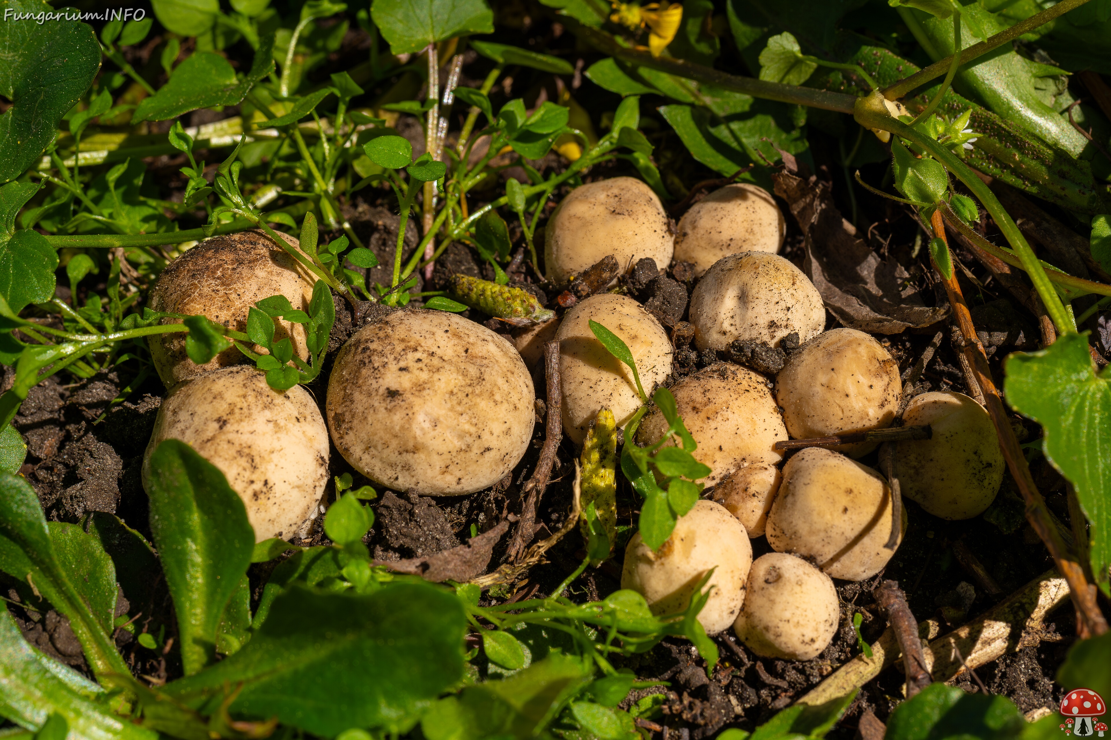 Calocybe gambosa _2025-05-19_1-3 