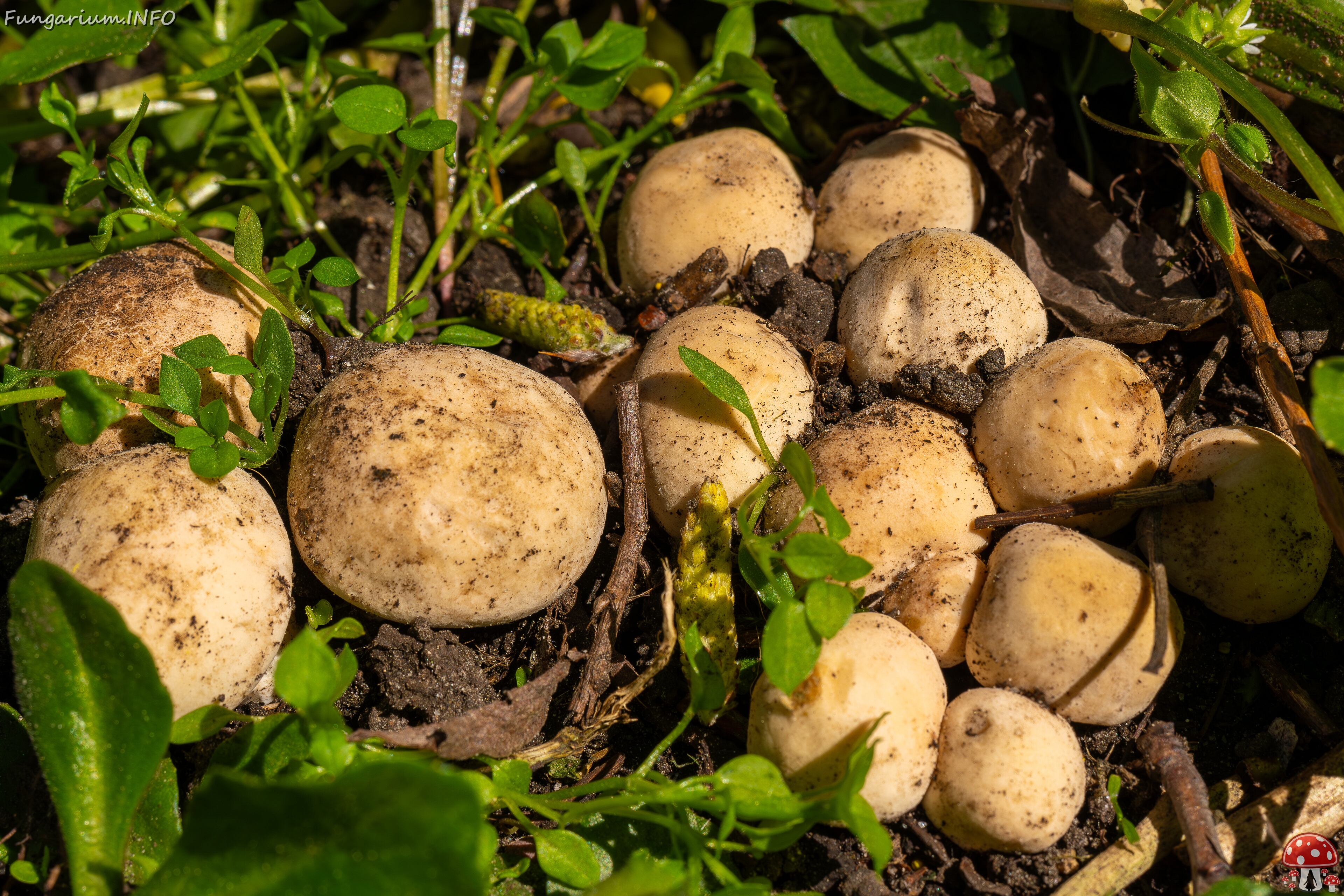 Calocybe gambosa _2025-05-19_1-4 