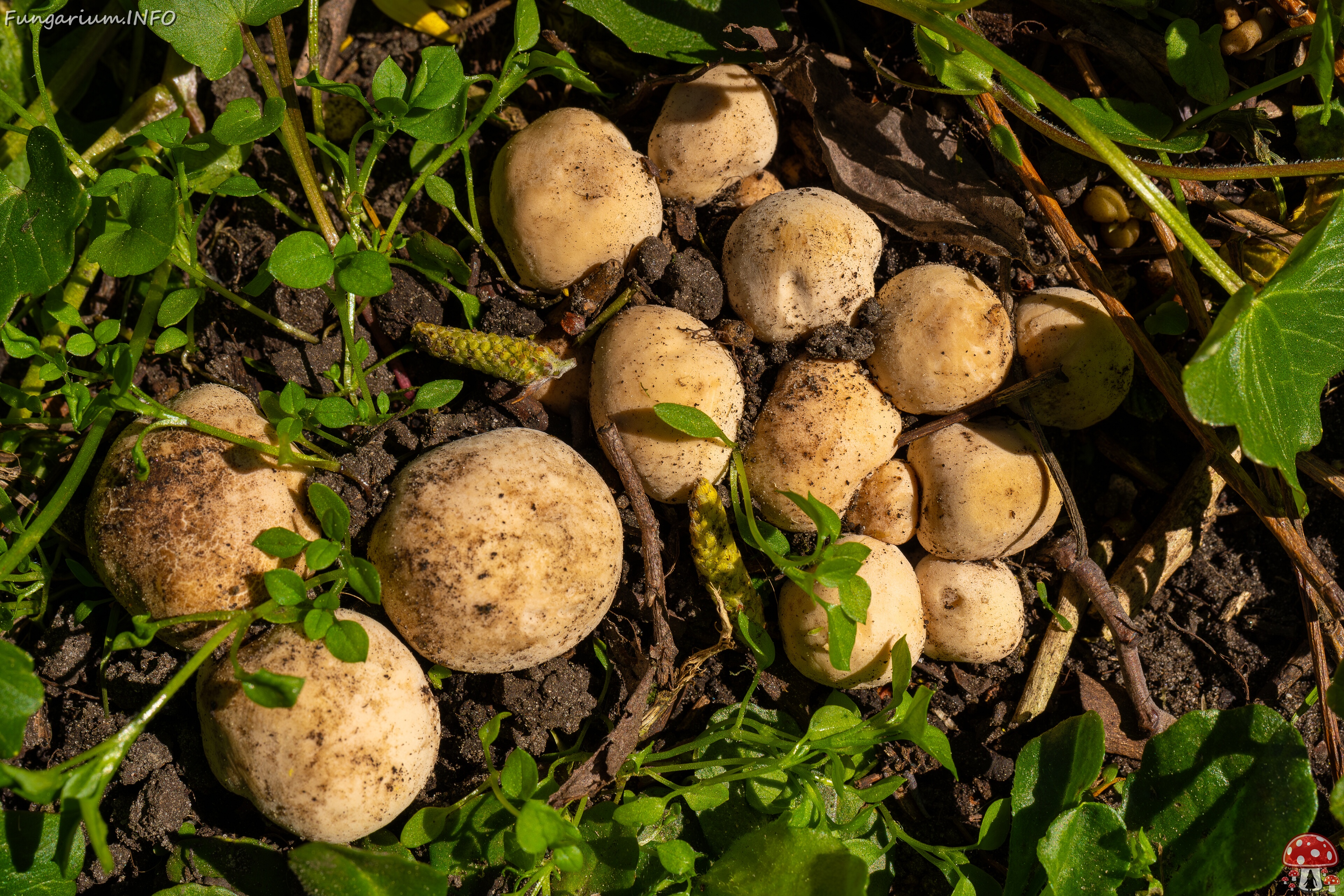 Calocybe gambosa _2025-05-19_1-5 