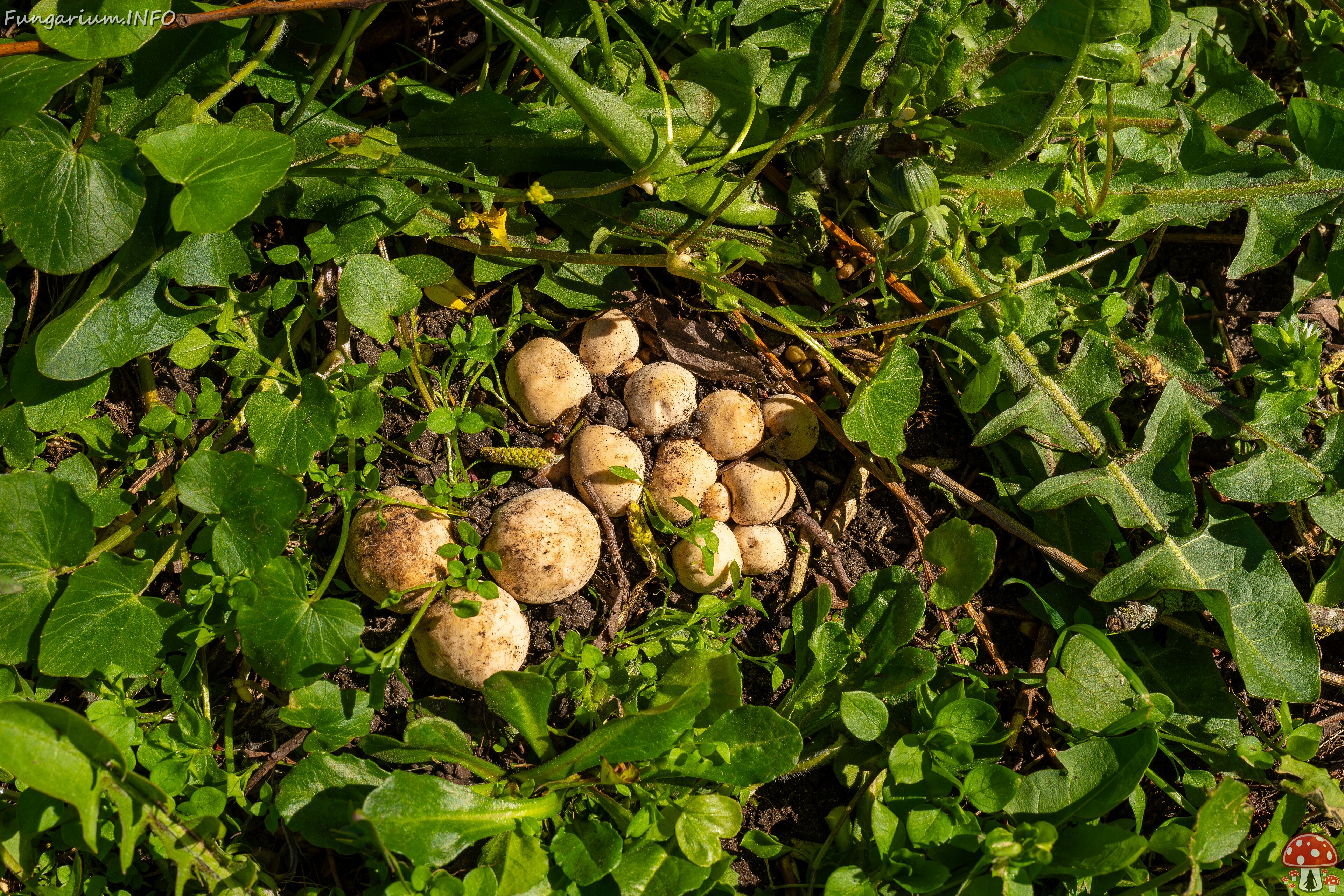 Calocybe gambosa _2025-05-19_1-6 
