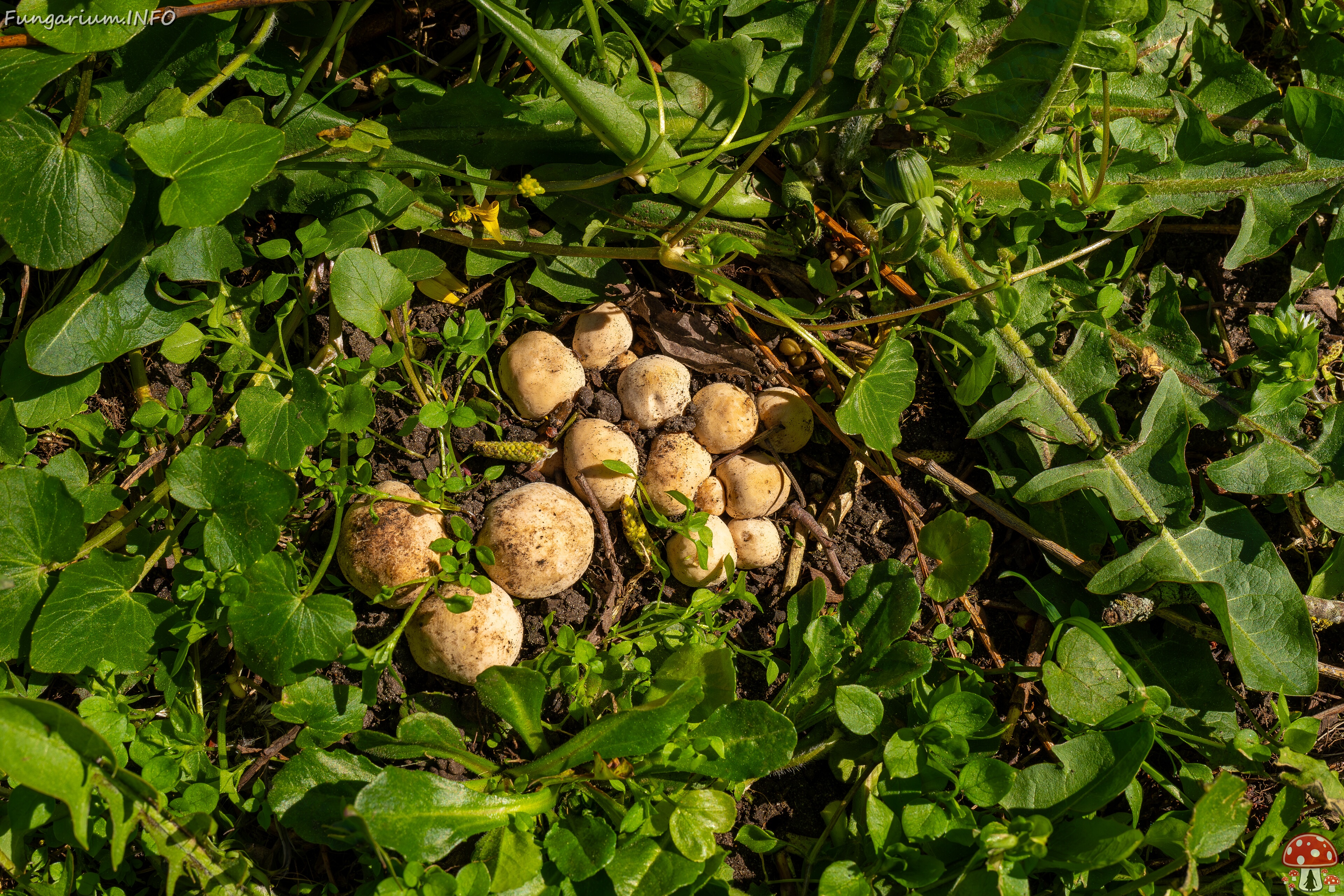 Calocybe gambosa _2025-05-19_1-7 