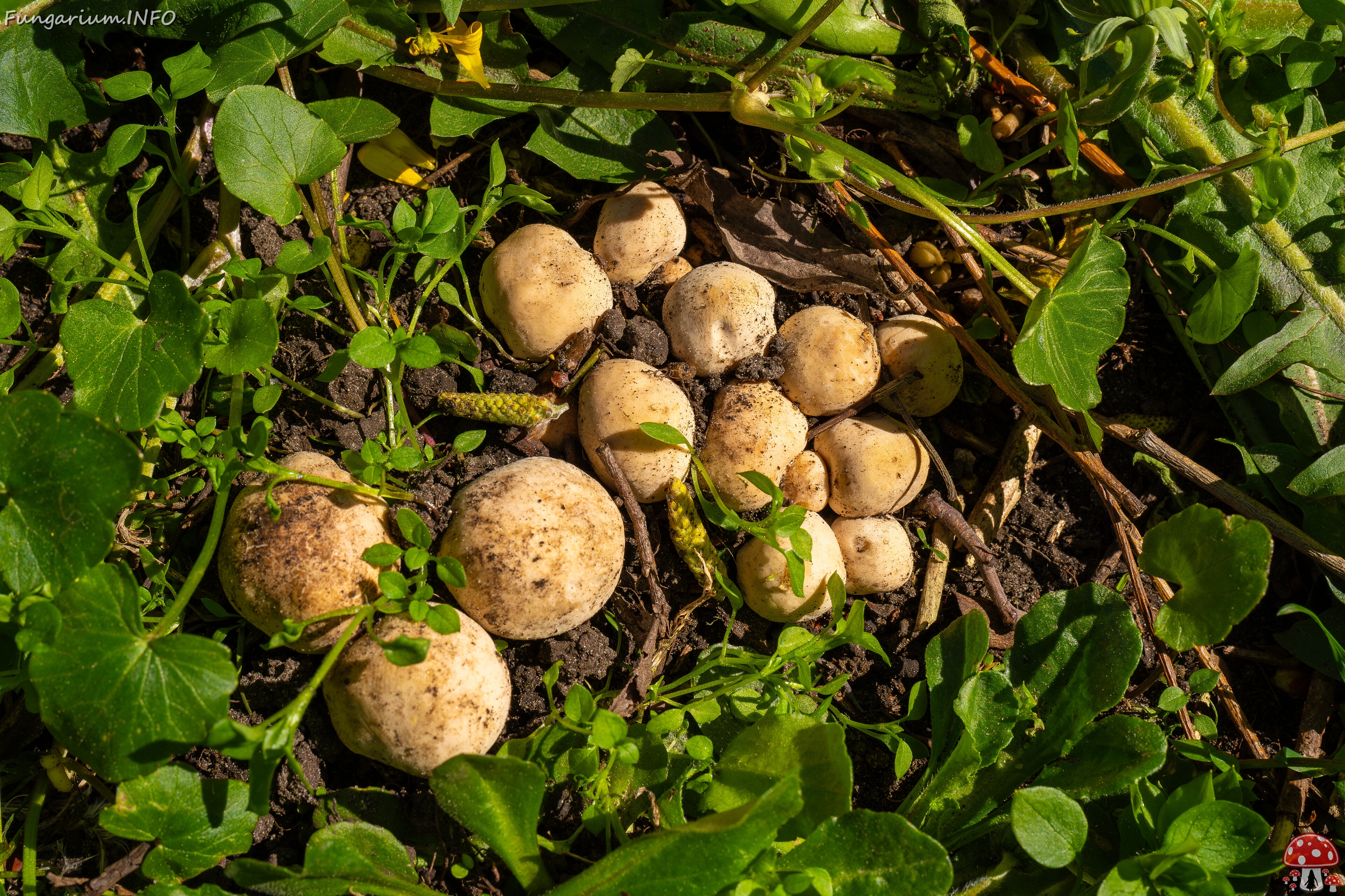 Calocybe gambosa _2025-05-19_1-8 