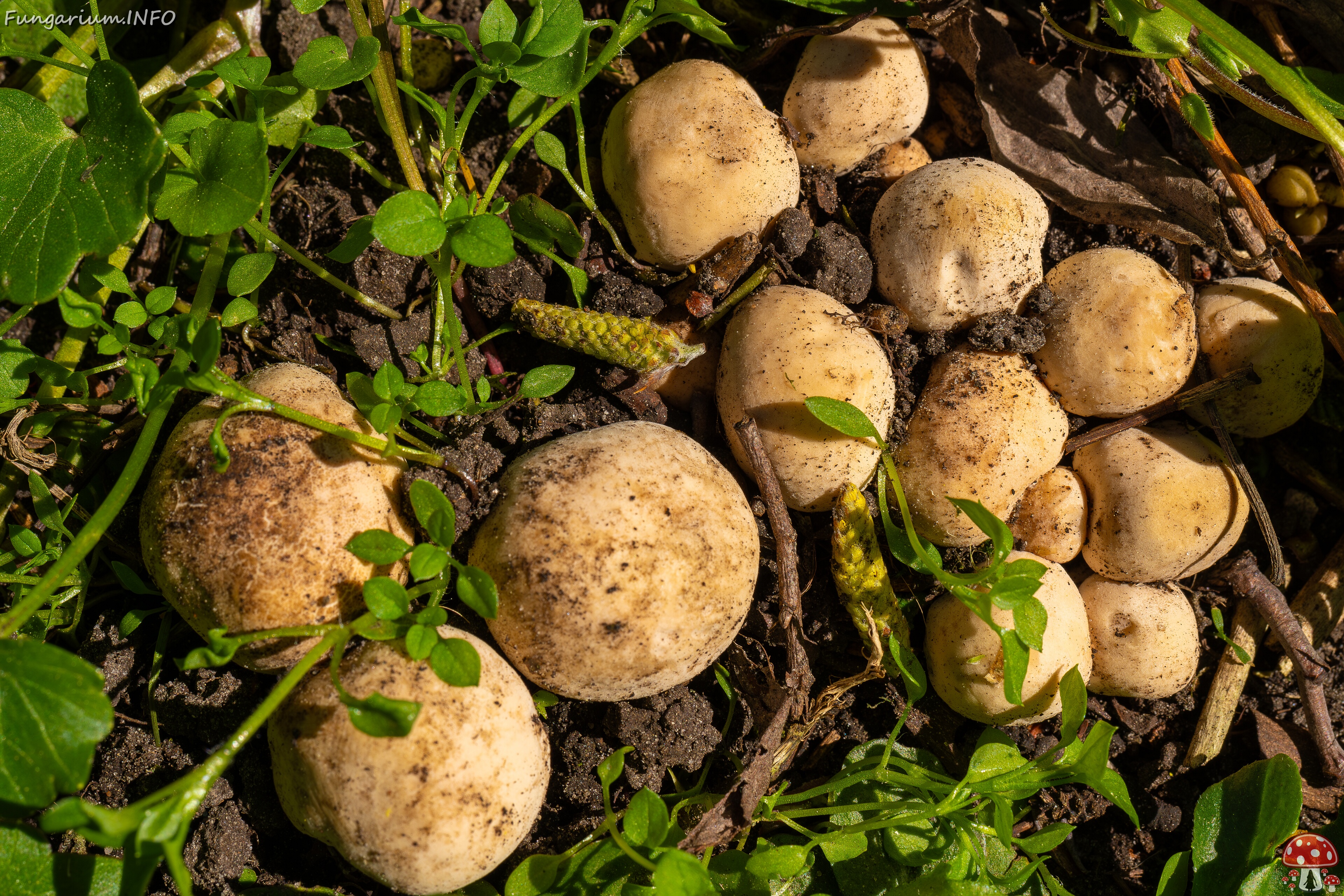 Calocybe gambosa _2025-05-19_1-9 