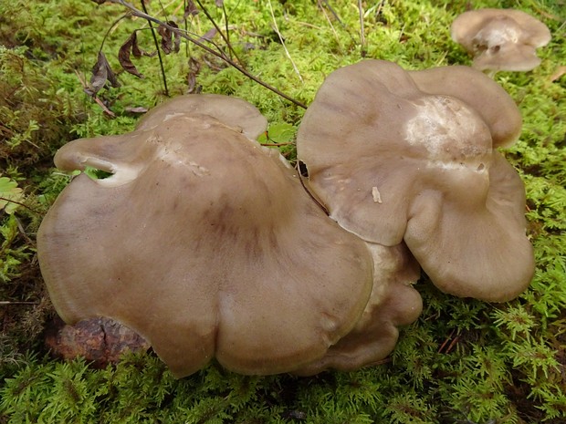 Lyophyllum decastes - Лиофиллум скученный - Clustered Domecap - Gedrängtstieliger Trichterling