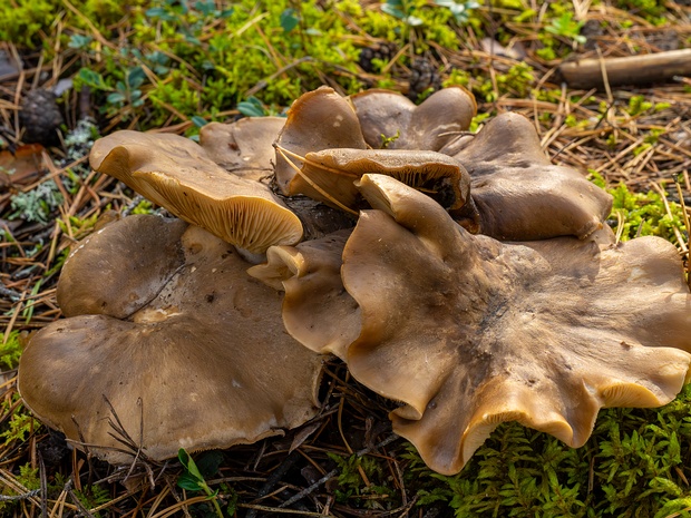 Лиофиллюм дымчато-серый - Lyophyllum fumosum