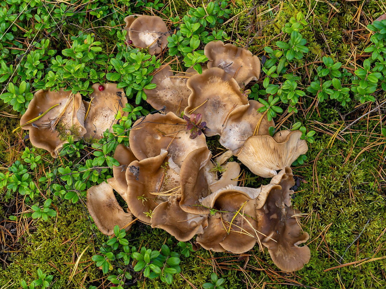 Lyophyllum fumosum _2026-09-17_1-1