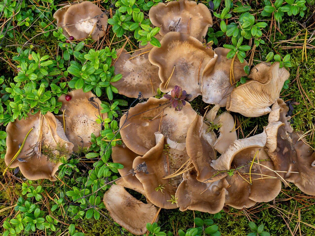 Lyophyllum fumosum _2026-09-17_1-2