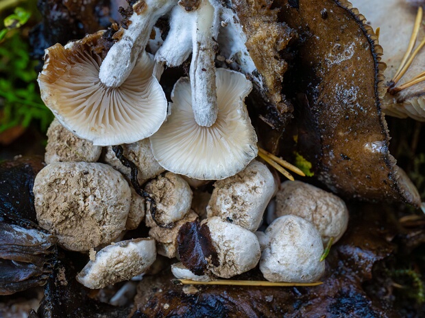 Астерофора дождевиковая - Asterophora lycoperdoides