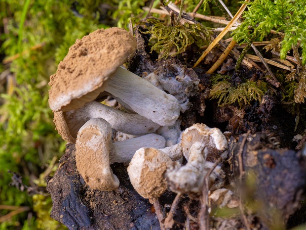 Астерофора дождевиковая - Asterophora lycoperdoides