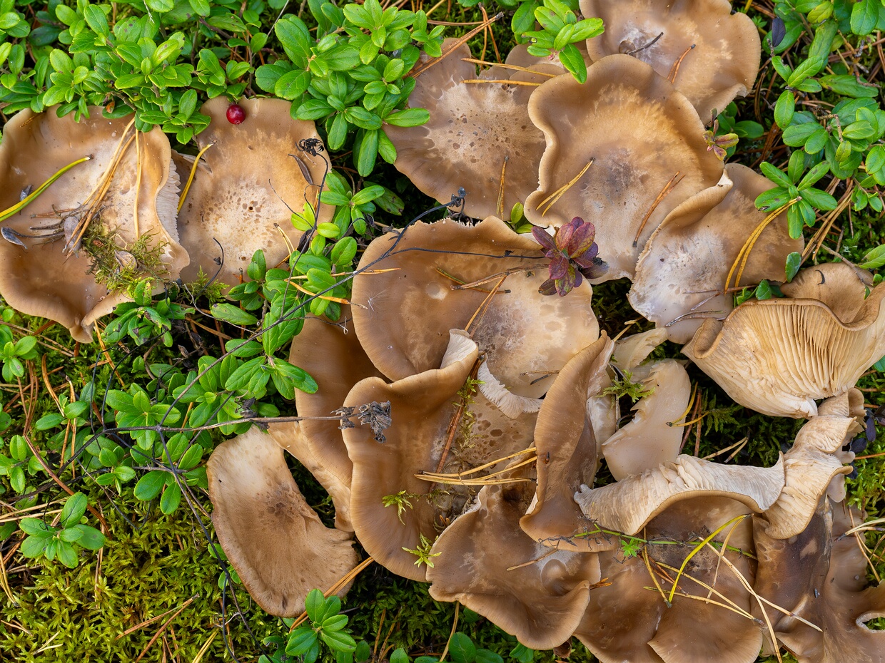 Лиофиллюм дымчато-серый - Lyophyllum fumosum