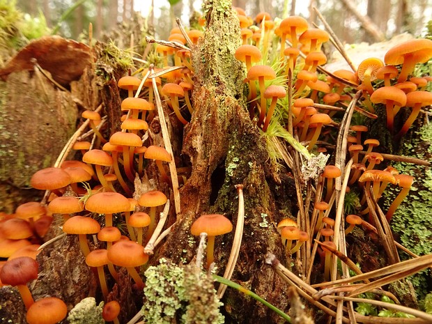 Xeromphalina campanella - Ксеромфалина колокольчатая - Bell-shaped xeromphalina - Glocken-Xeromphalina