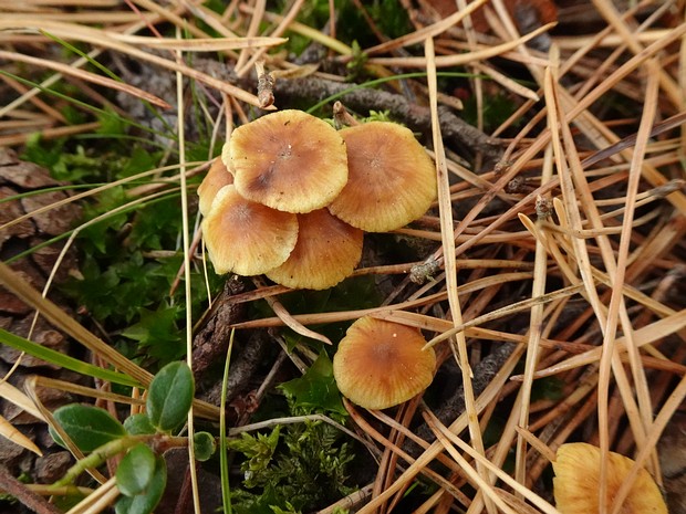 Xeromphalina cauticinalis - Ксеромфалина стеблевидная - Sweet-gum waxcap - Gemeiner Hartriegel-Holzrasling