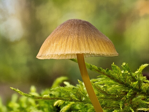 Мицена зелёноокаймлённая - Mycena viridimarginata