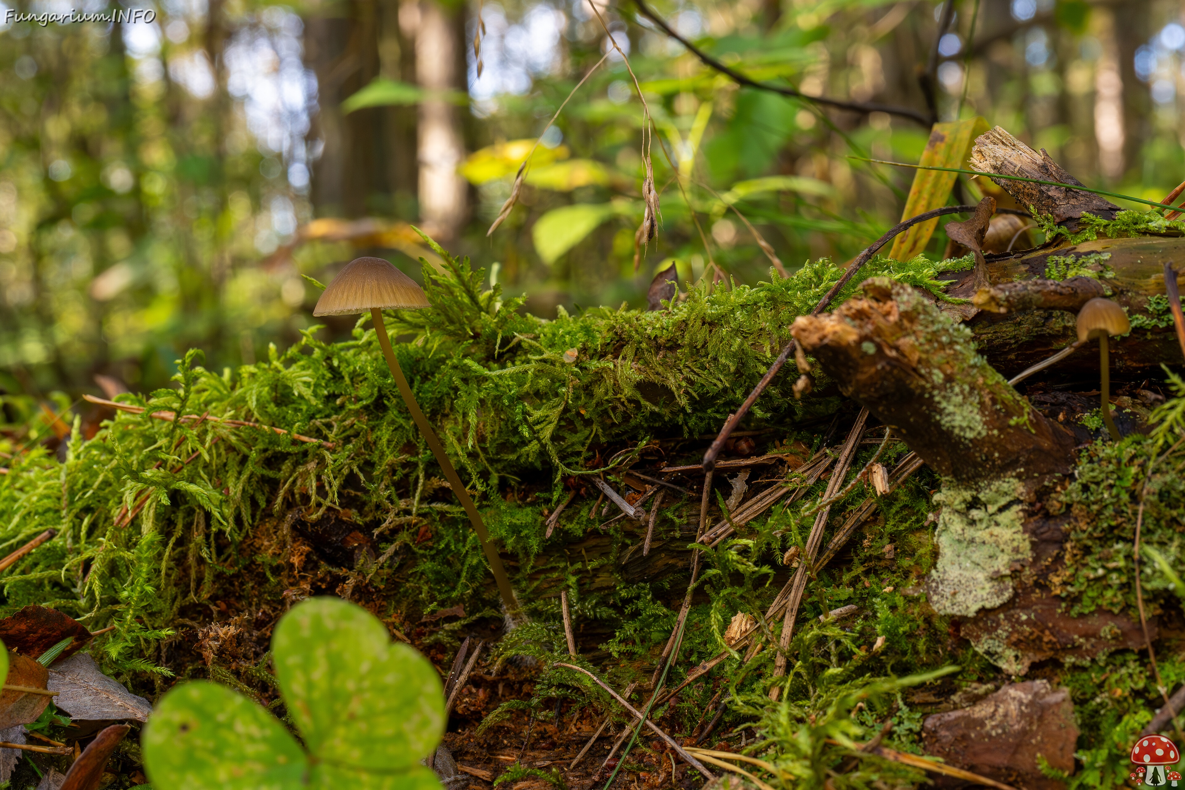 Mycena viridimarginata _2025-09-27_2-6 