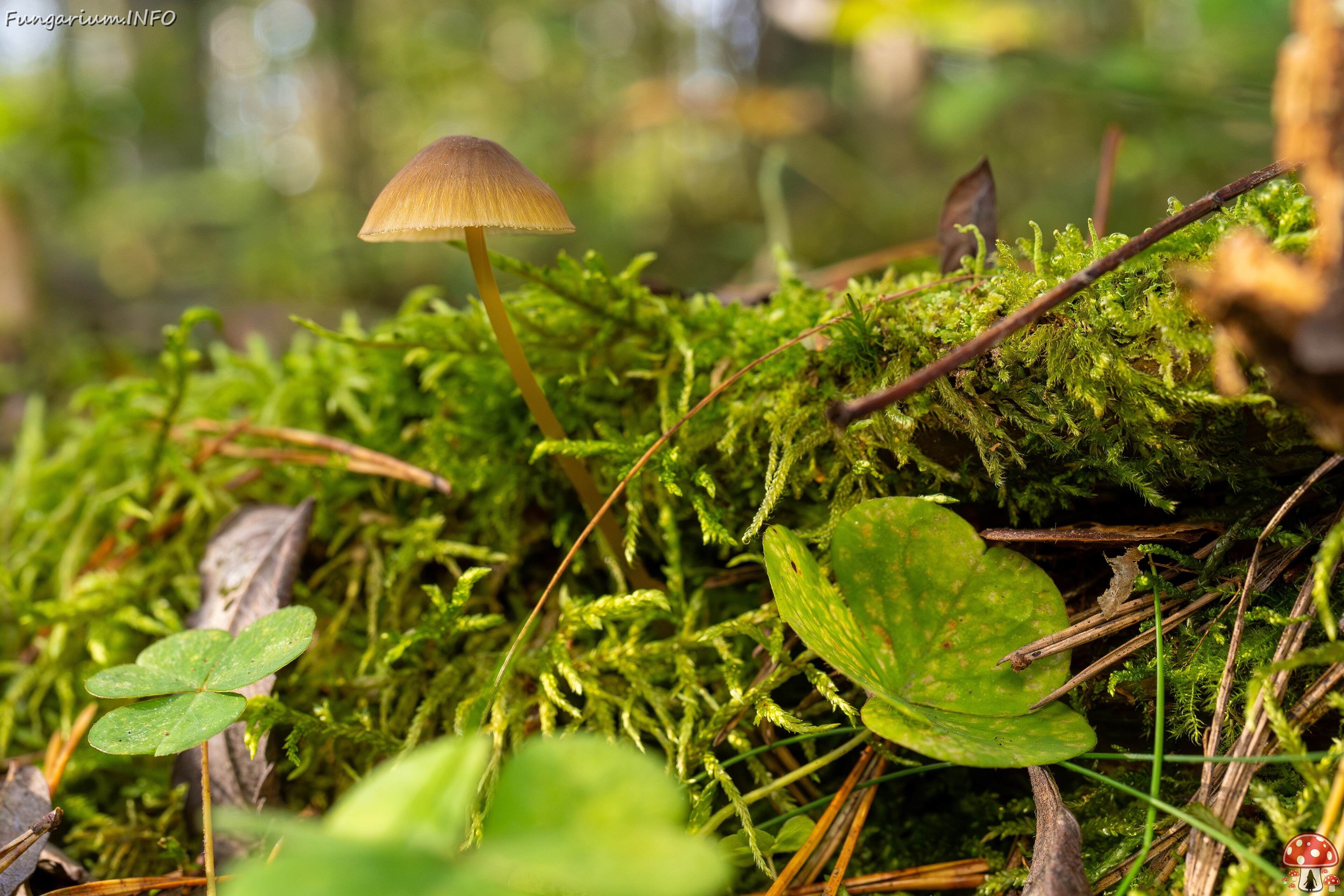 Mycena viridimarginata _2025-09-27_2-8 