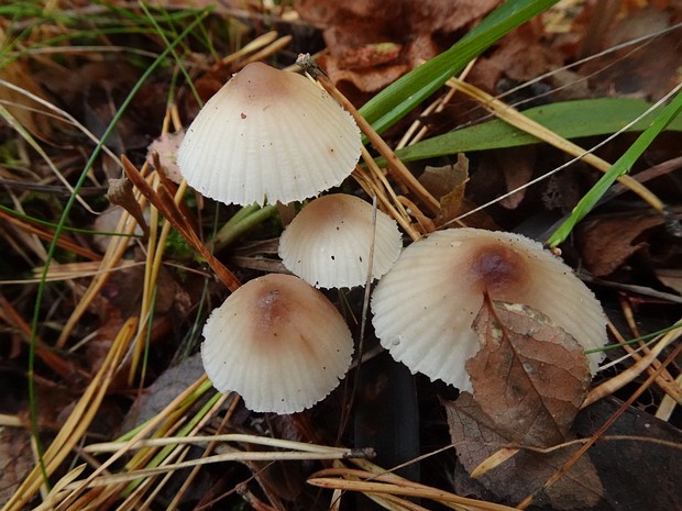 Mycena zephirus - Мицена зефировая - Blue Mycena - Blaue Helmlinge