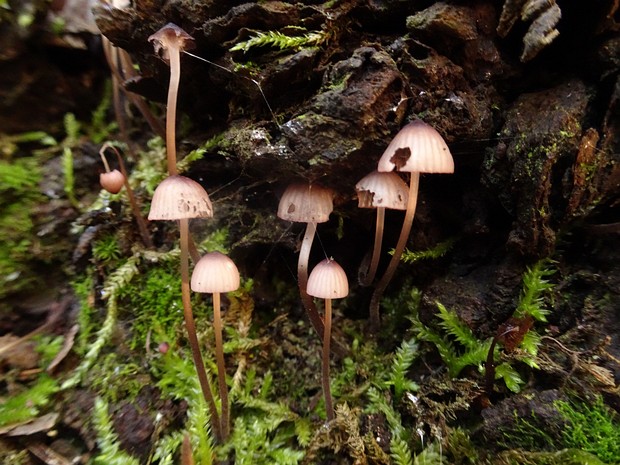 Mycena sanguinolenta - Мицена кровоточащая - bleeding fairy helmet - Blutreizker