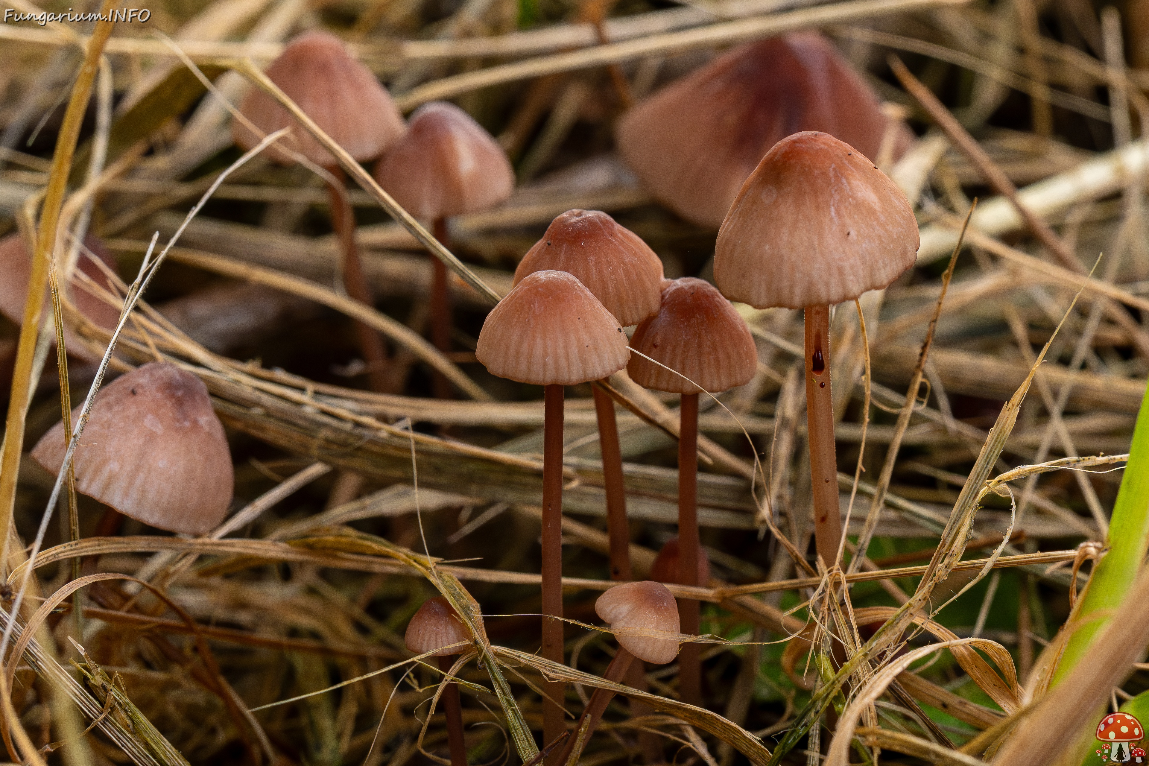 !Mycena sanguinolenta _2025-07-15_1-6 