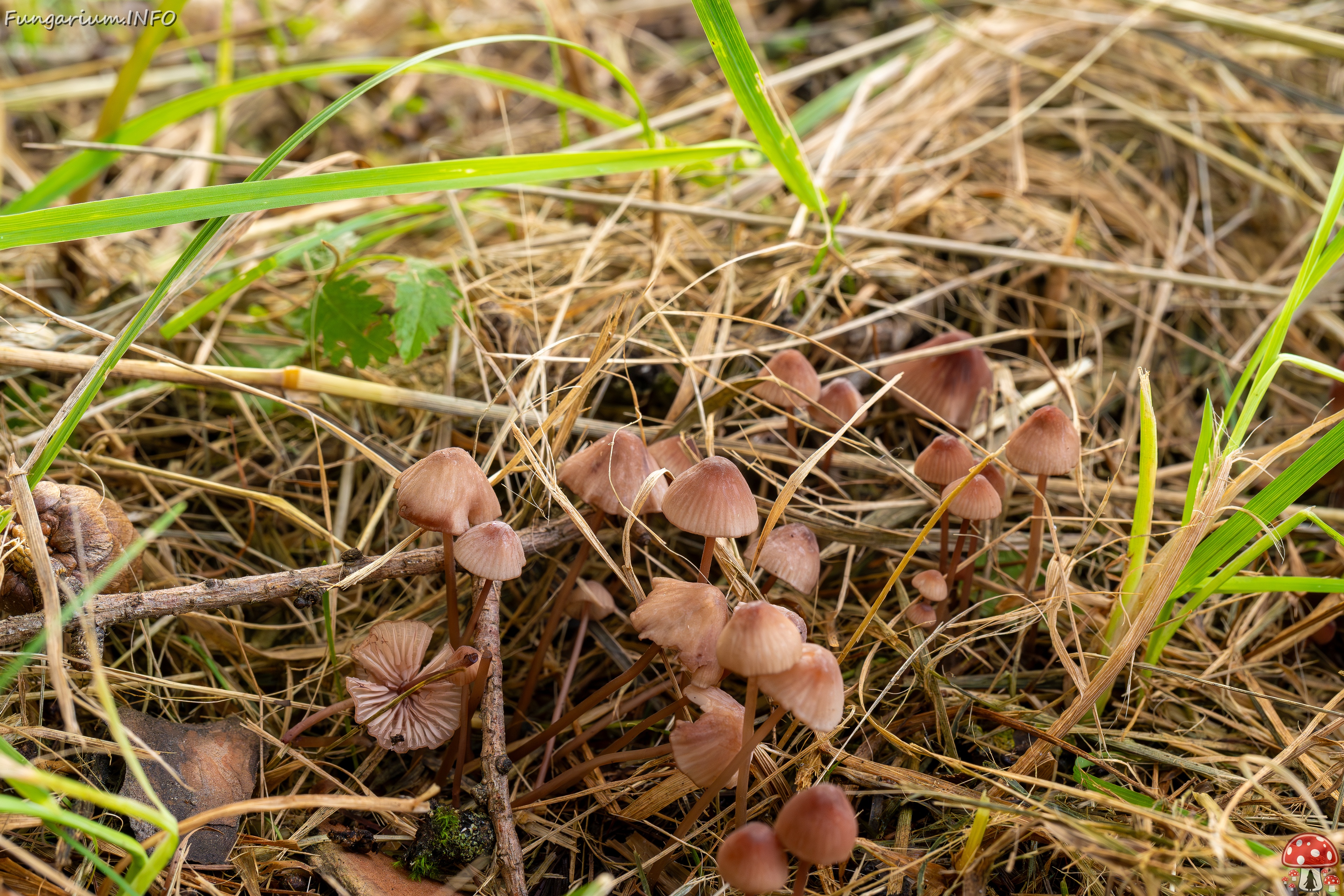Mycena sanguinolenta _2025-07-15_1-1 