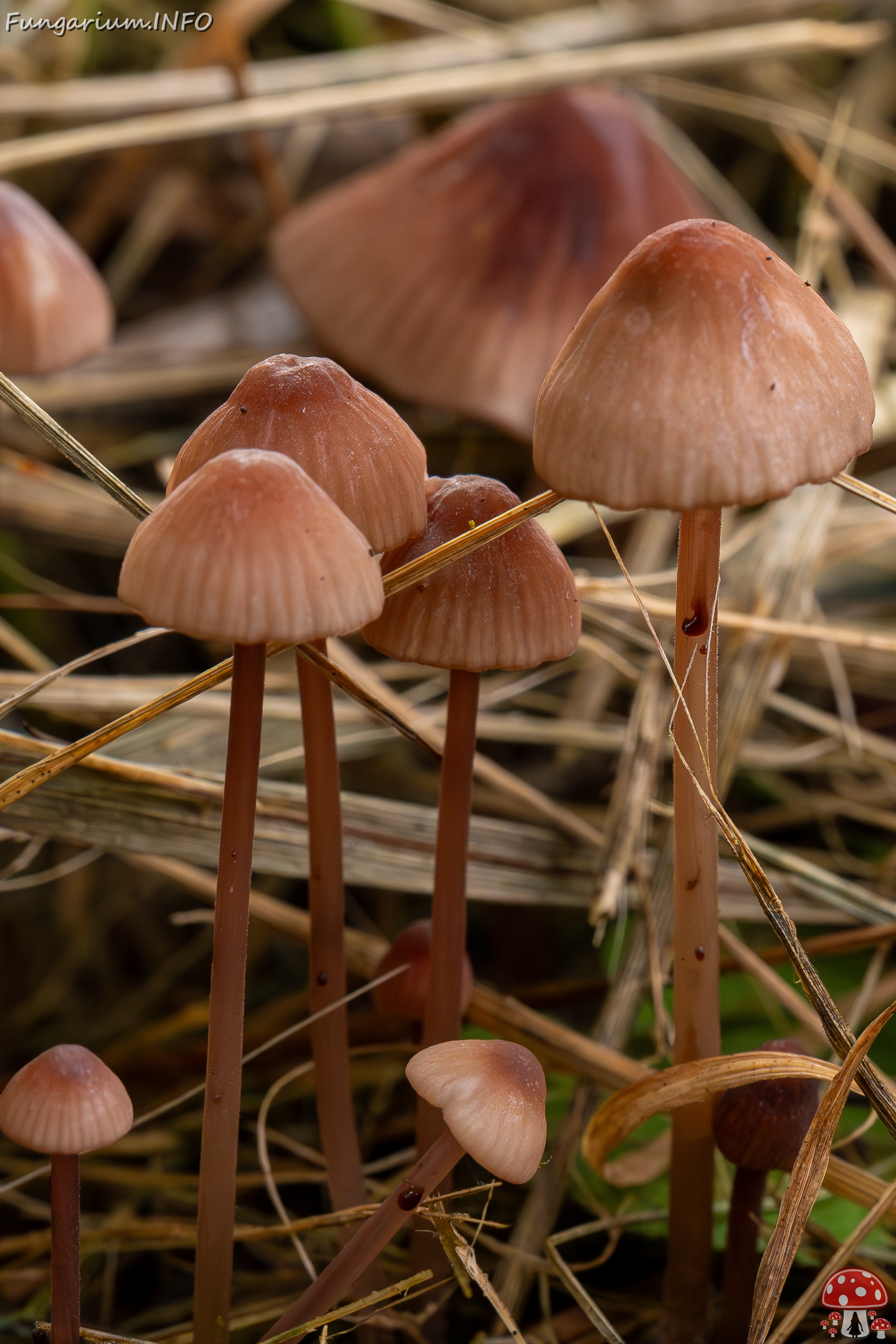 Mycena sanguinolenta _2025-07-15_1-10 
